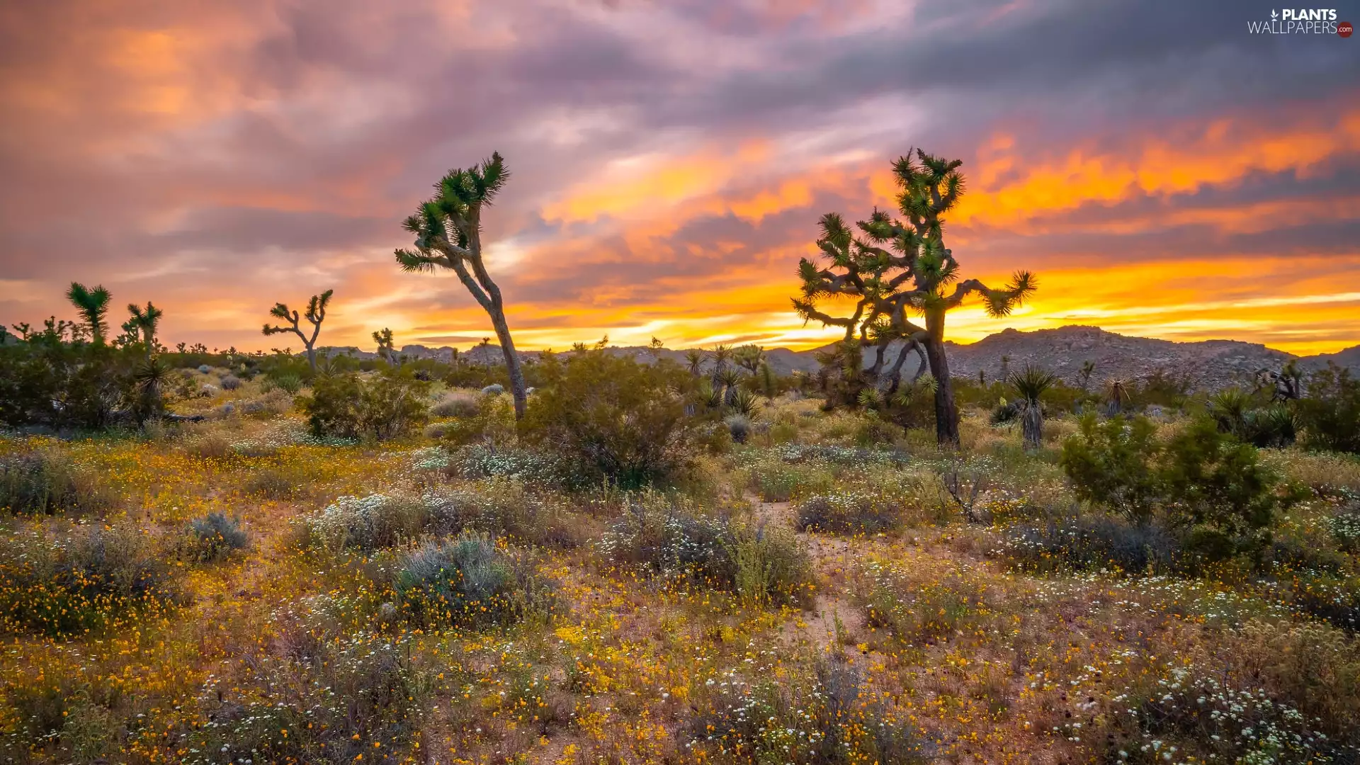 Joshua Tree, Joshua Tree National Park, California, The United States, Great Sunsets, Joshua trees