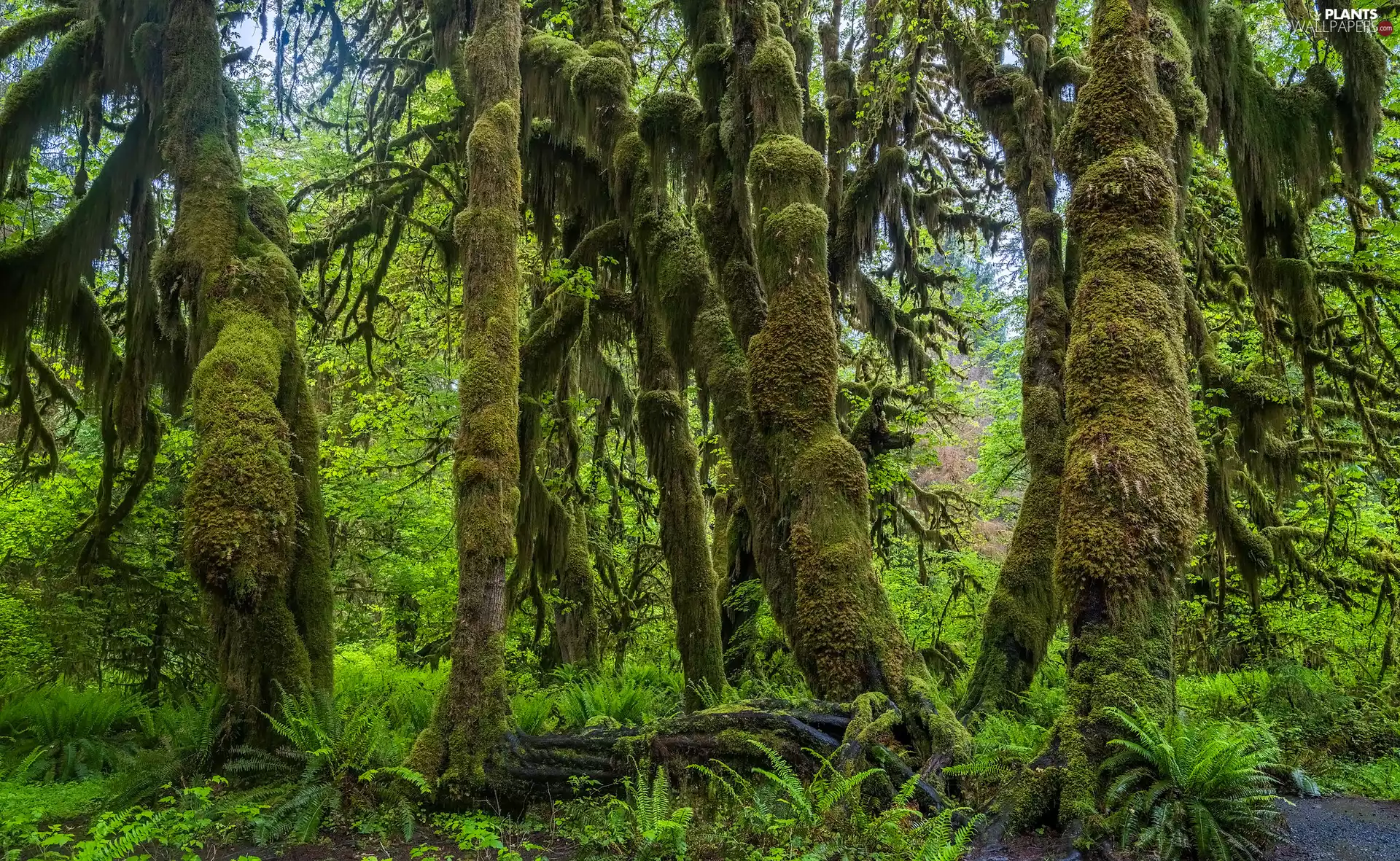 mossy, trees, The United States, viewes, Washington State, forest, Olympic National Park, fern