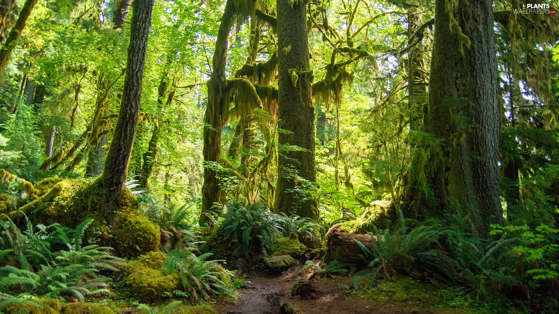 viewes, VEGETATION, The United States, fern, Washington State, trees, Rainforest, Olympic National Park