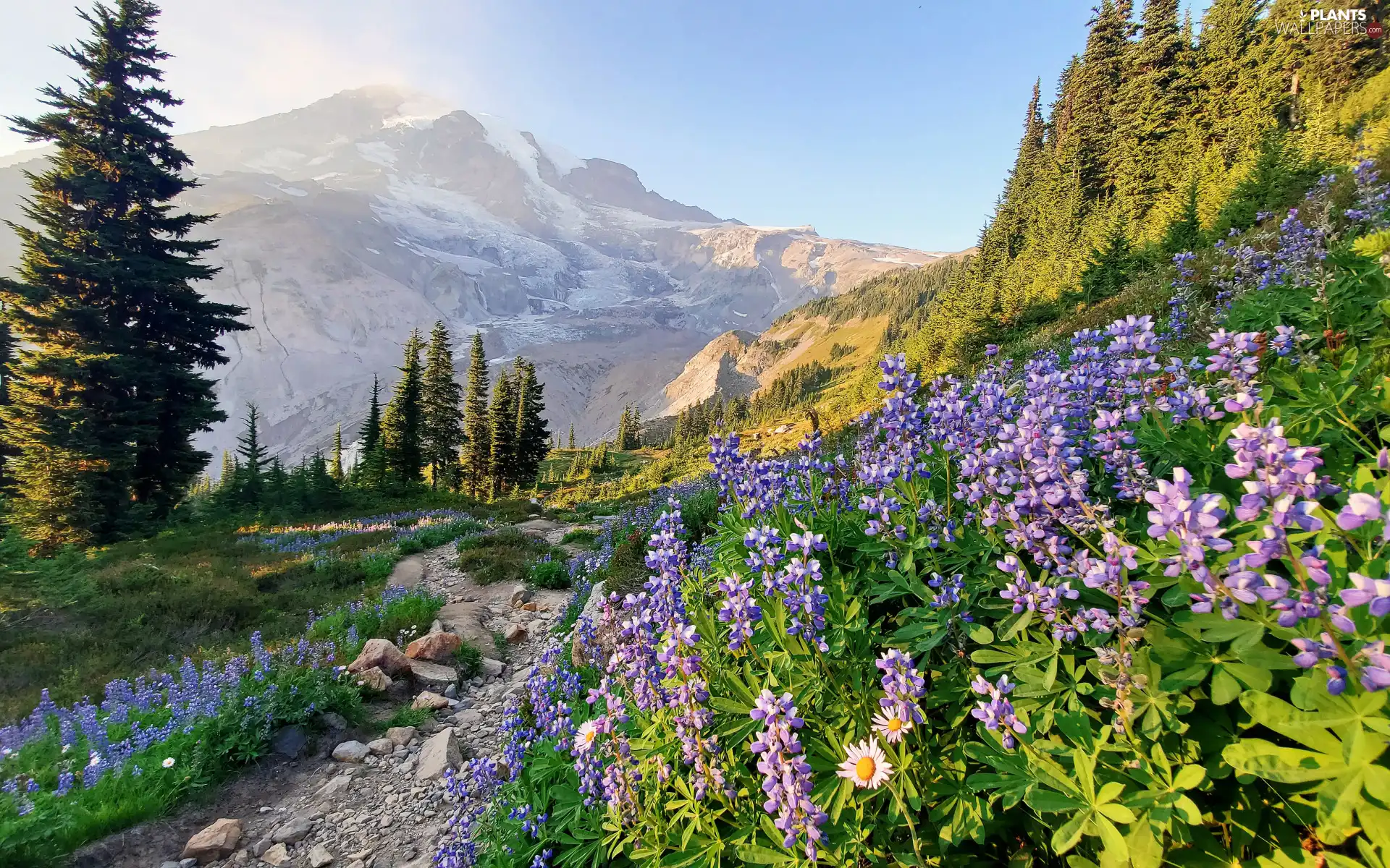 viewes, trees, Flowers, lupine, Washington State, The United States, Mountains, Mount Rainier National Park, Stones