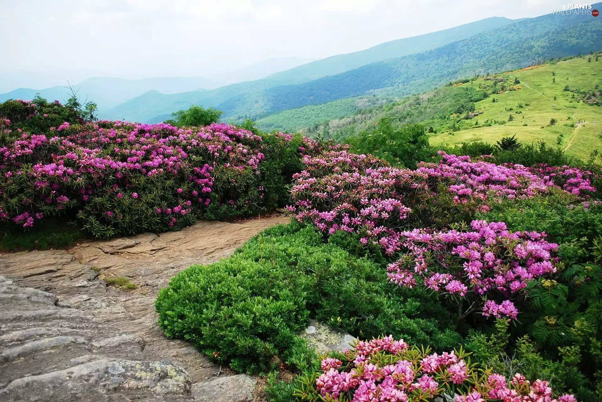 Appalachian Mountains, The United States, Flowers, Rhododendron, Appalachian National Scenic Trail, Tennessee State