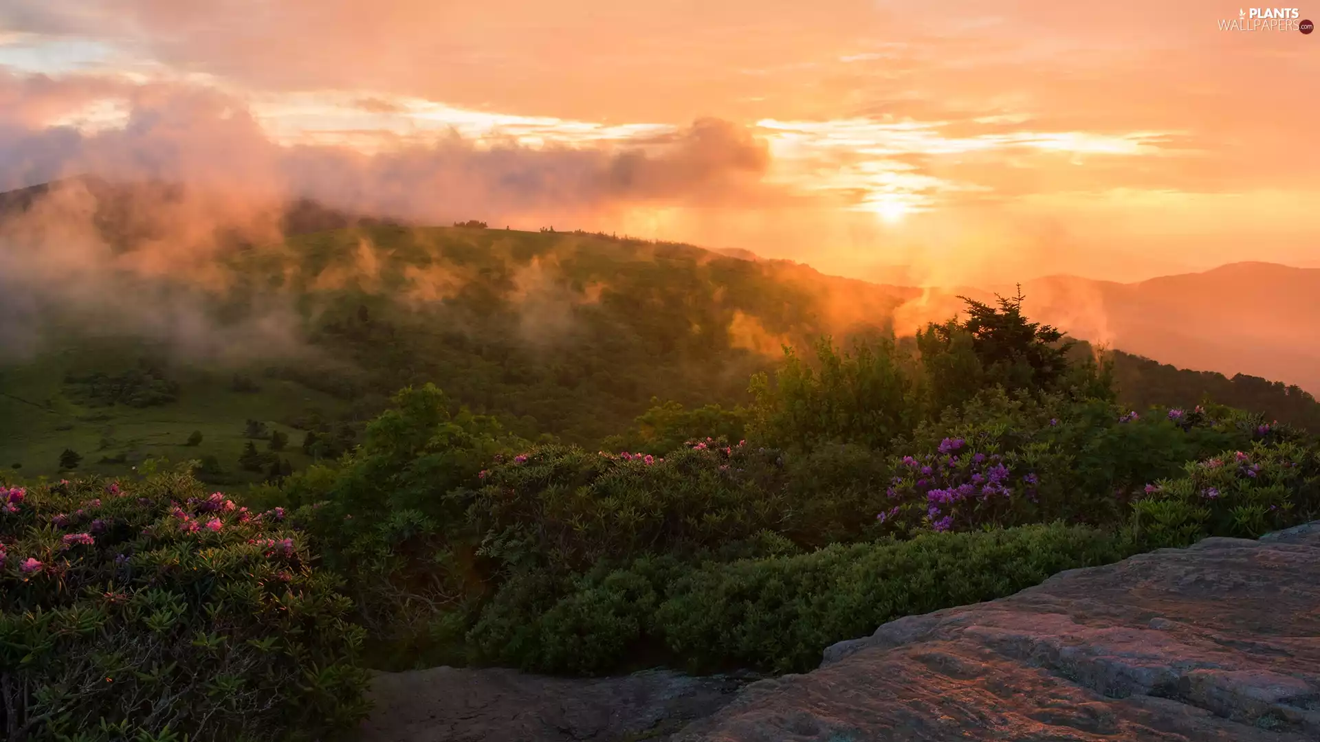 Appalachian National Scenic Trail, rocks, The United States, Rhododendron, Tennessee State, Appalachian Mountains, The Hills, Fog