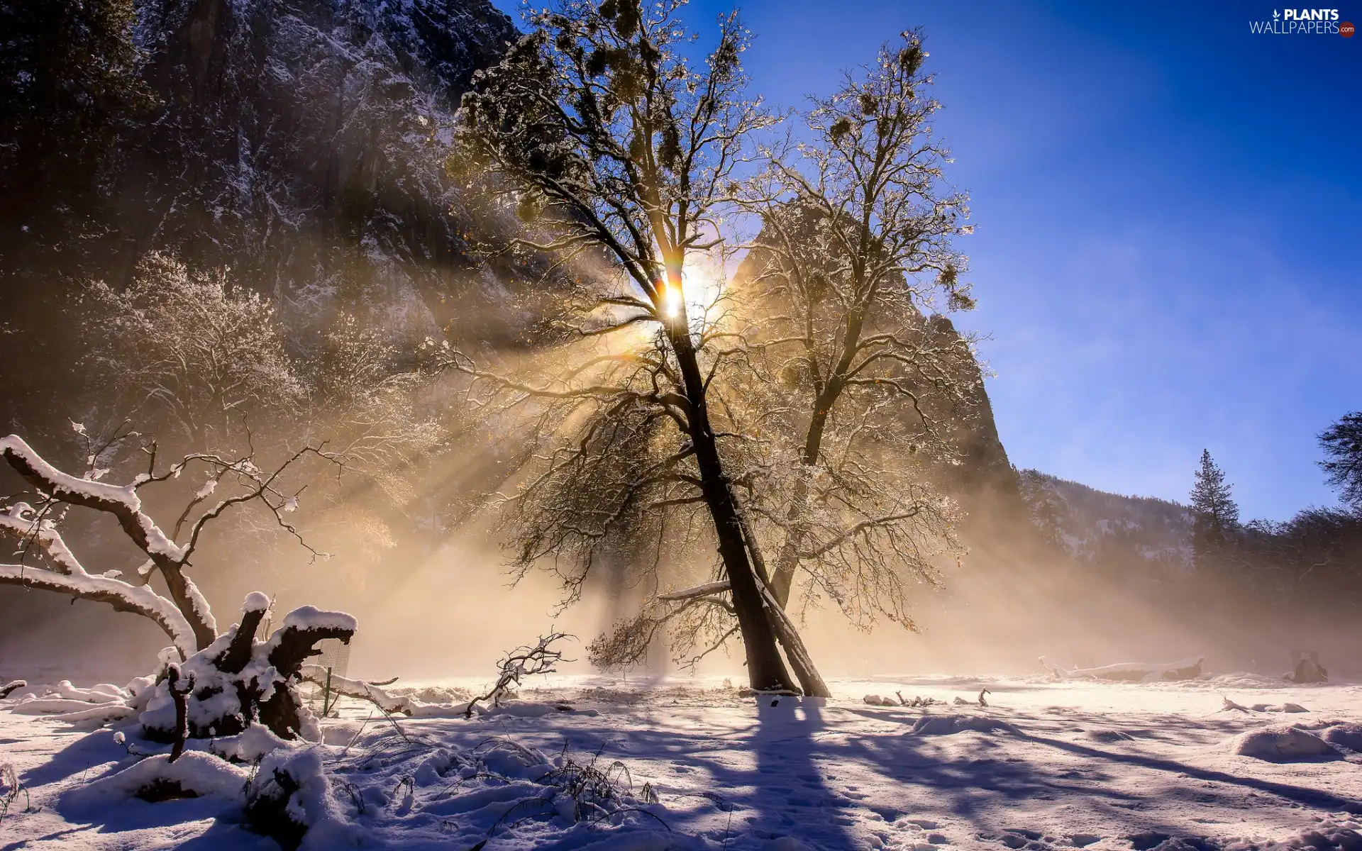 snow, winter, Mountains, trees, California, The United States, sun, Yosemite National Park, light breaking through sky