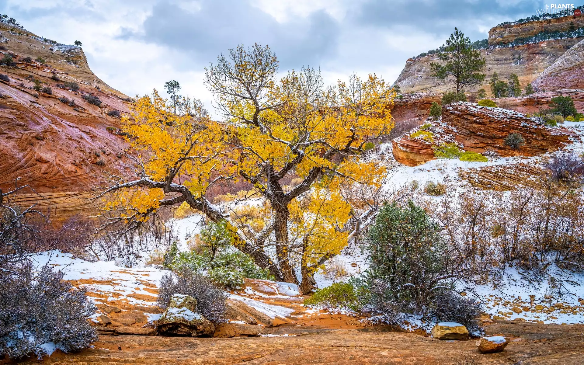 trees, Bush, The United States, Mountains, Utah State, snow, Zion National Park, rocks