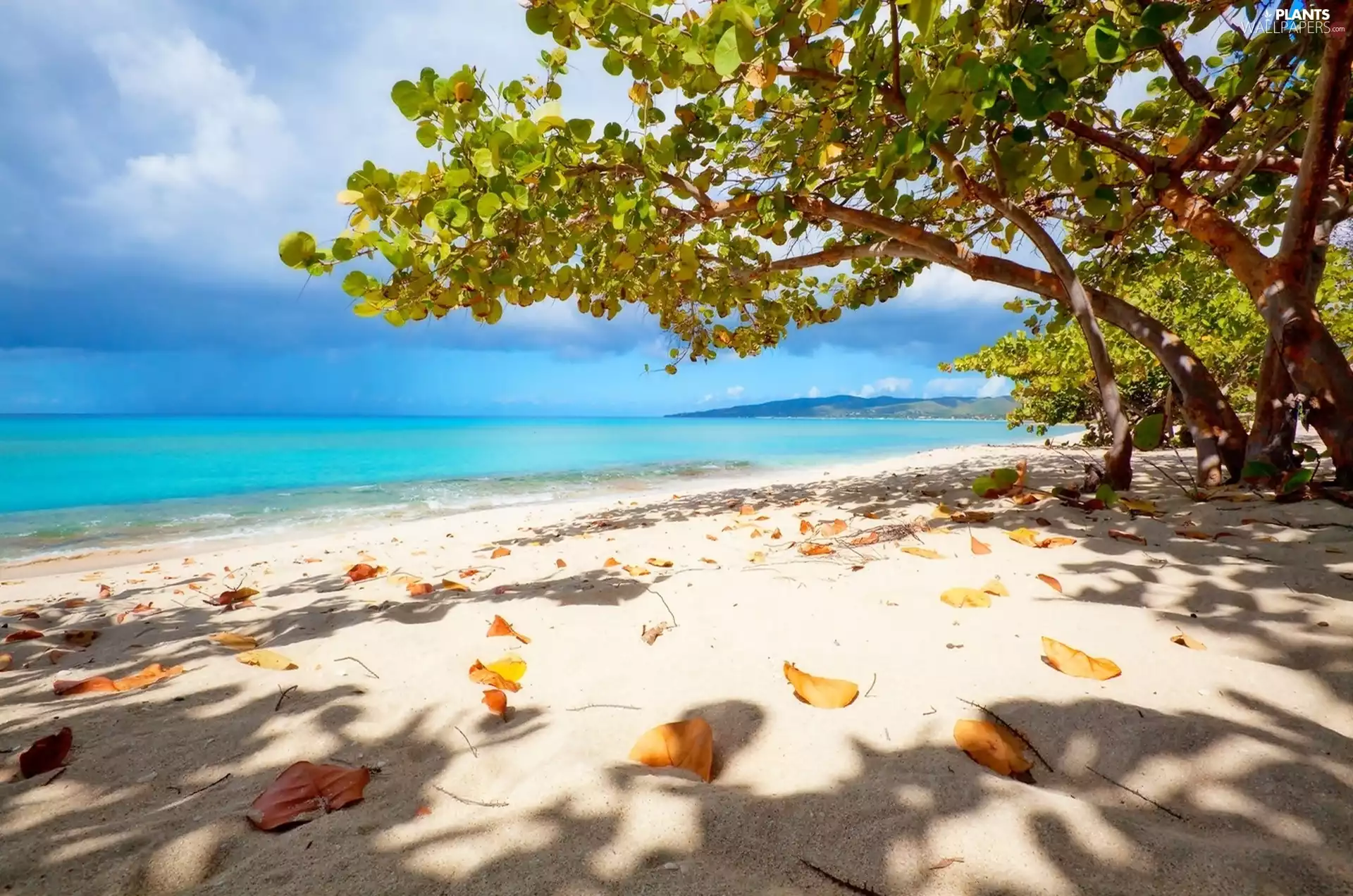 trees, sea, dried up, Leaf, viewes, Beaches