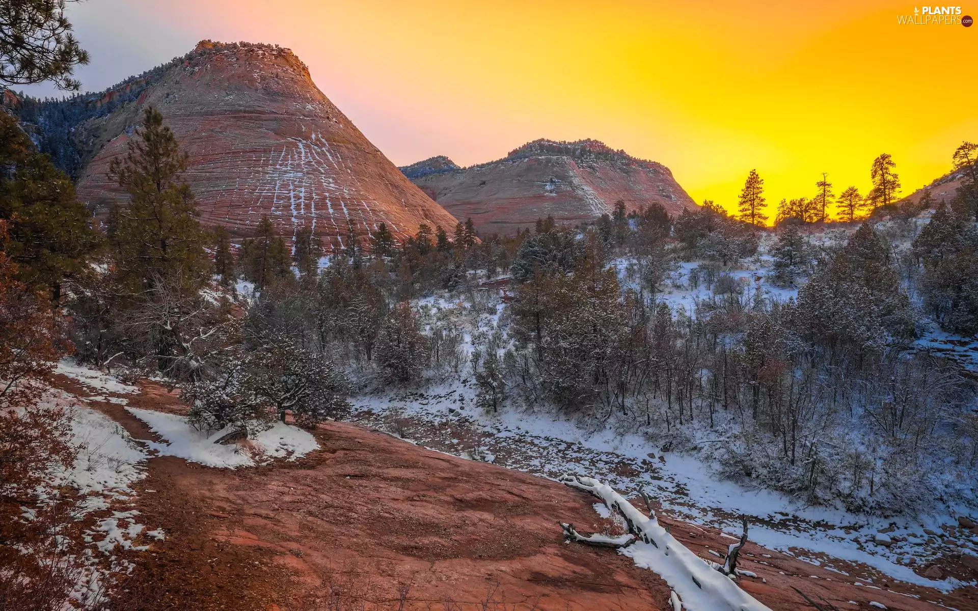 The United States, winter, The Hills, snow, viewes, Utah State, Zion National Park, trees