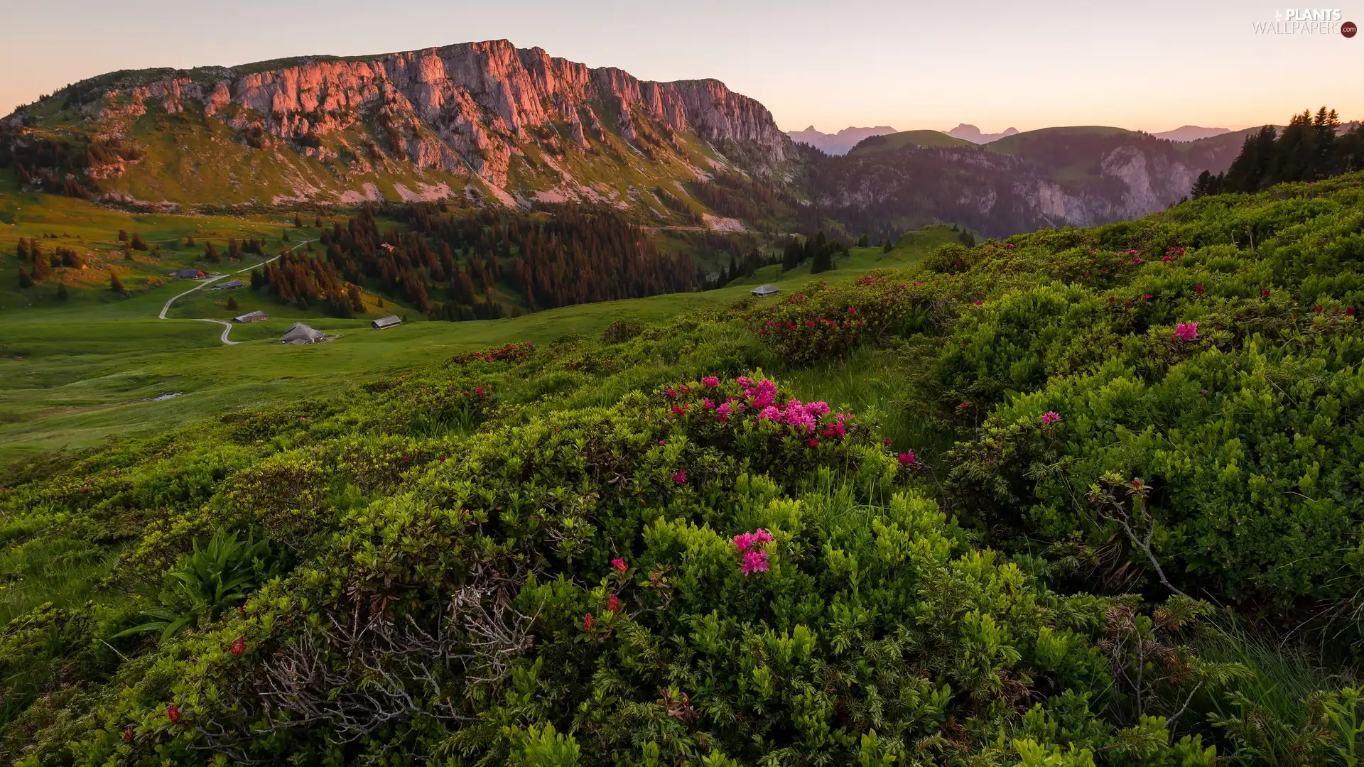 Valley, woods, Switzerland, Flowers, Canton of Bern, Alps, Mountains, Rhododendron