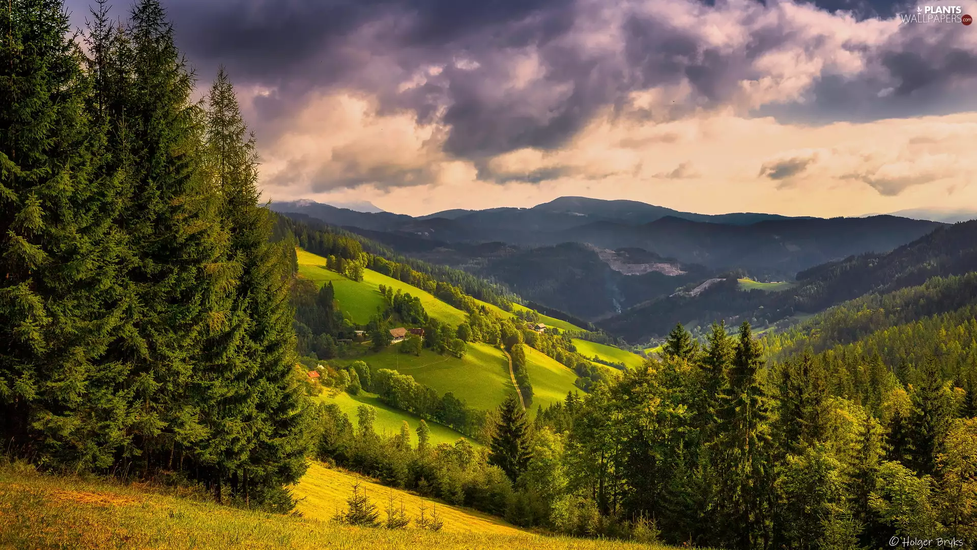 woods, Valley, trees, viewes, Mountains