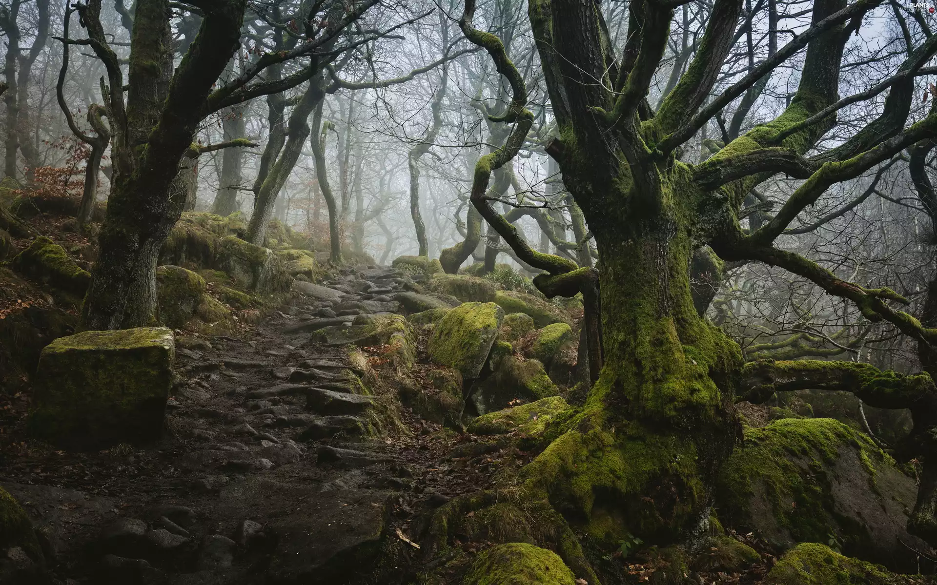 forest, England, viewes, Stones, trees, Padley Gorge Valley