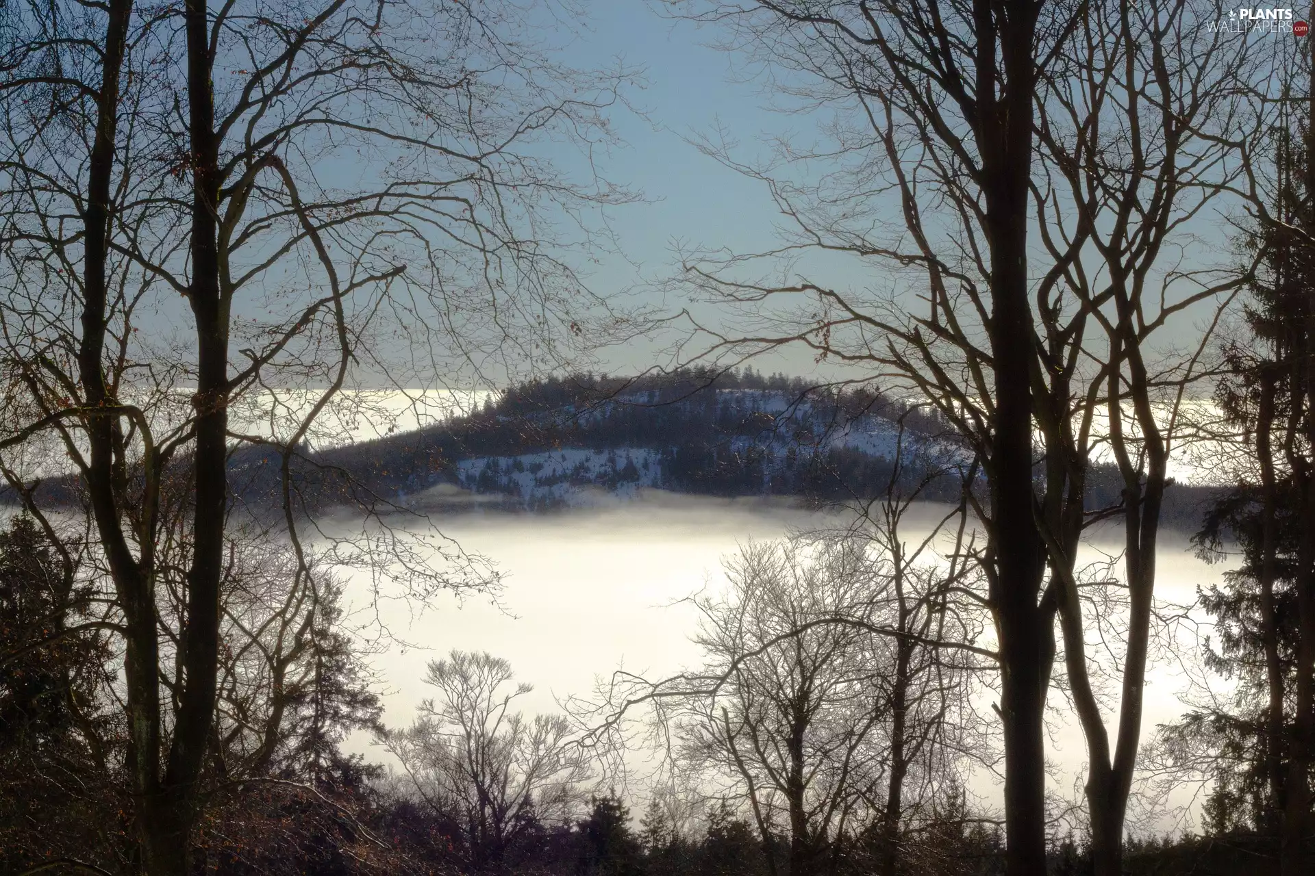 Hill, Valley, viewes, Fog, trees