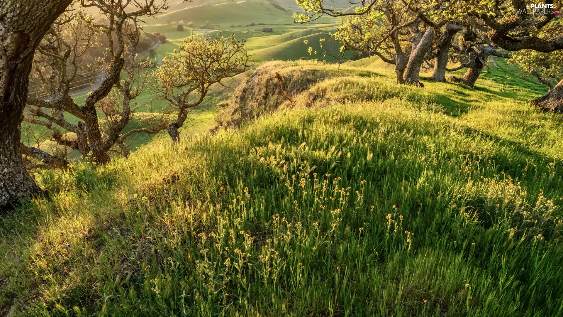 Meadow, Valley, viewes, Hill, trees