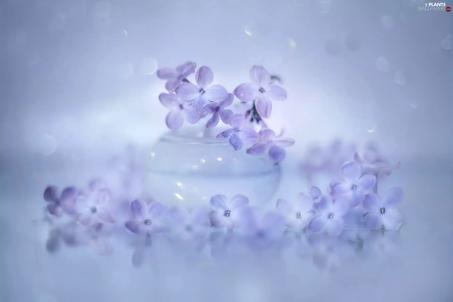 vase, without, Flowers