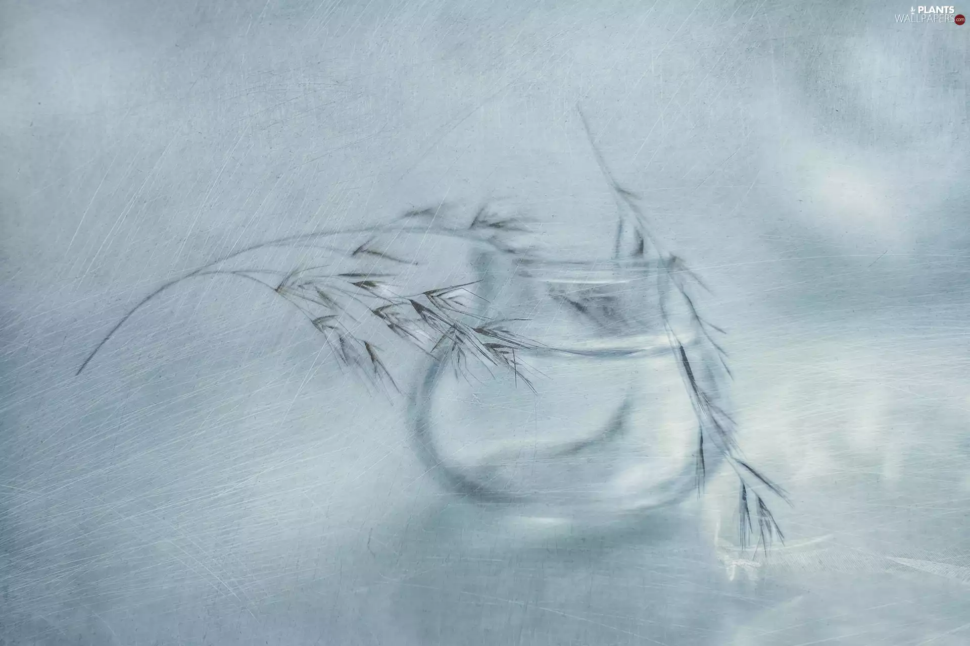 glass, grass, graphics, vase