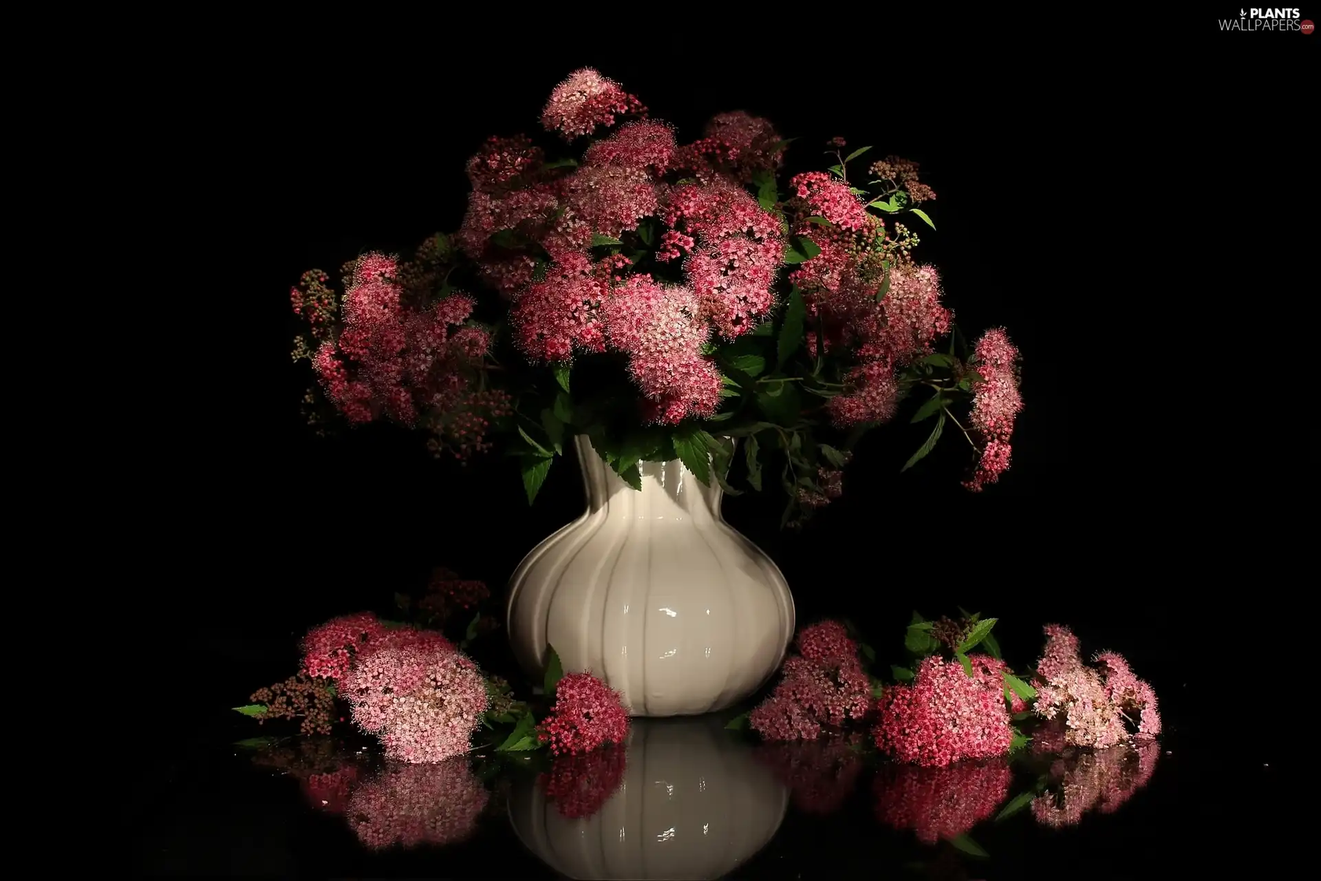 Flowers, Vase, Japanese Spirea, bouquet
