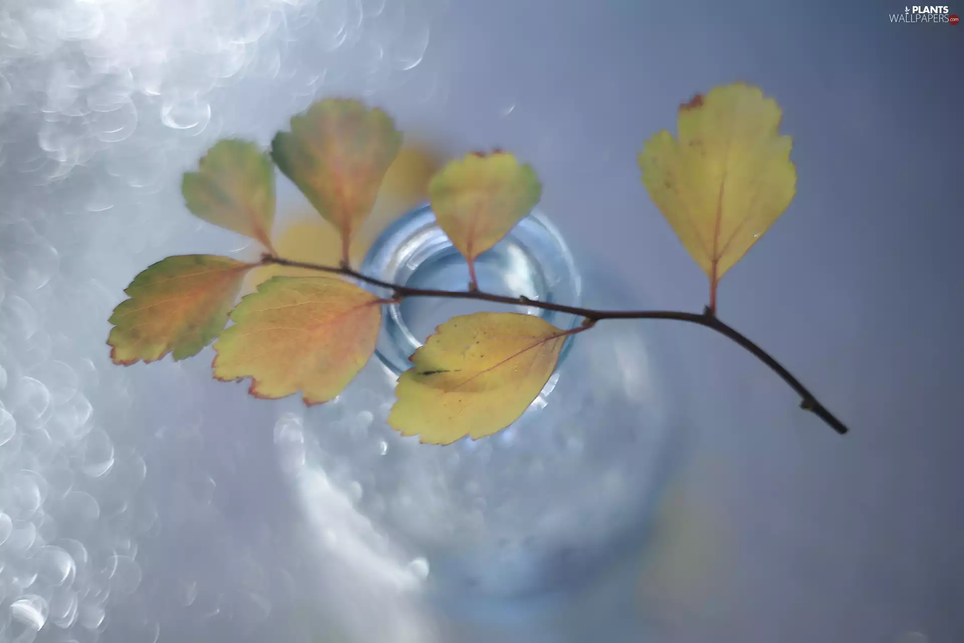 vase, Autumn, Leaf