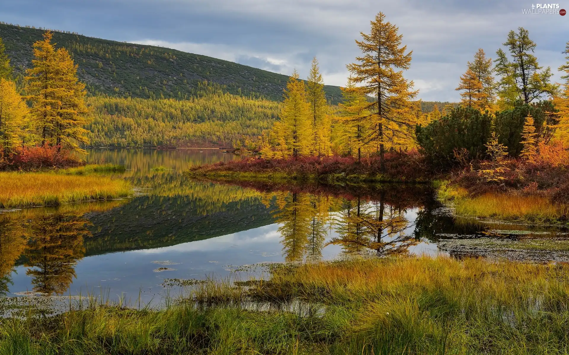 viewes, VEGETATION, autumn, trees, lake