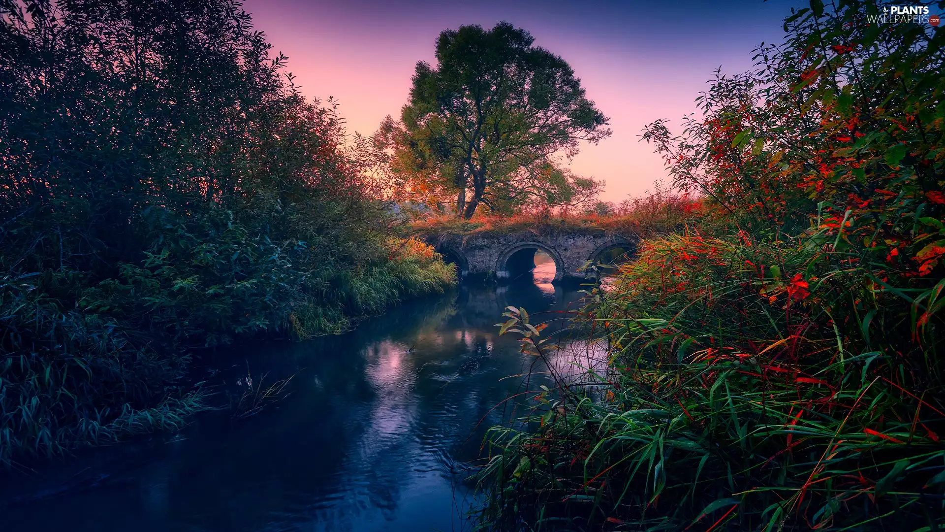VEGETATION, grass, viewes, morning, Bush, River, trees, Sunrise, bridge, Coloured