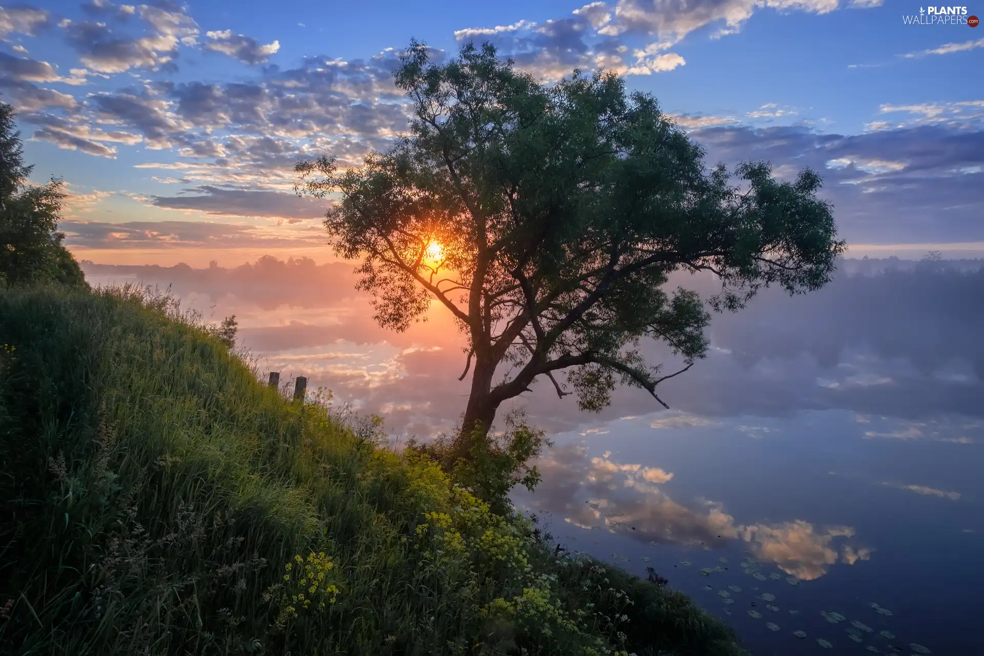 Sunrise, trees, clouds, VEGETATION, River, Fog, reflection