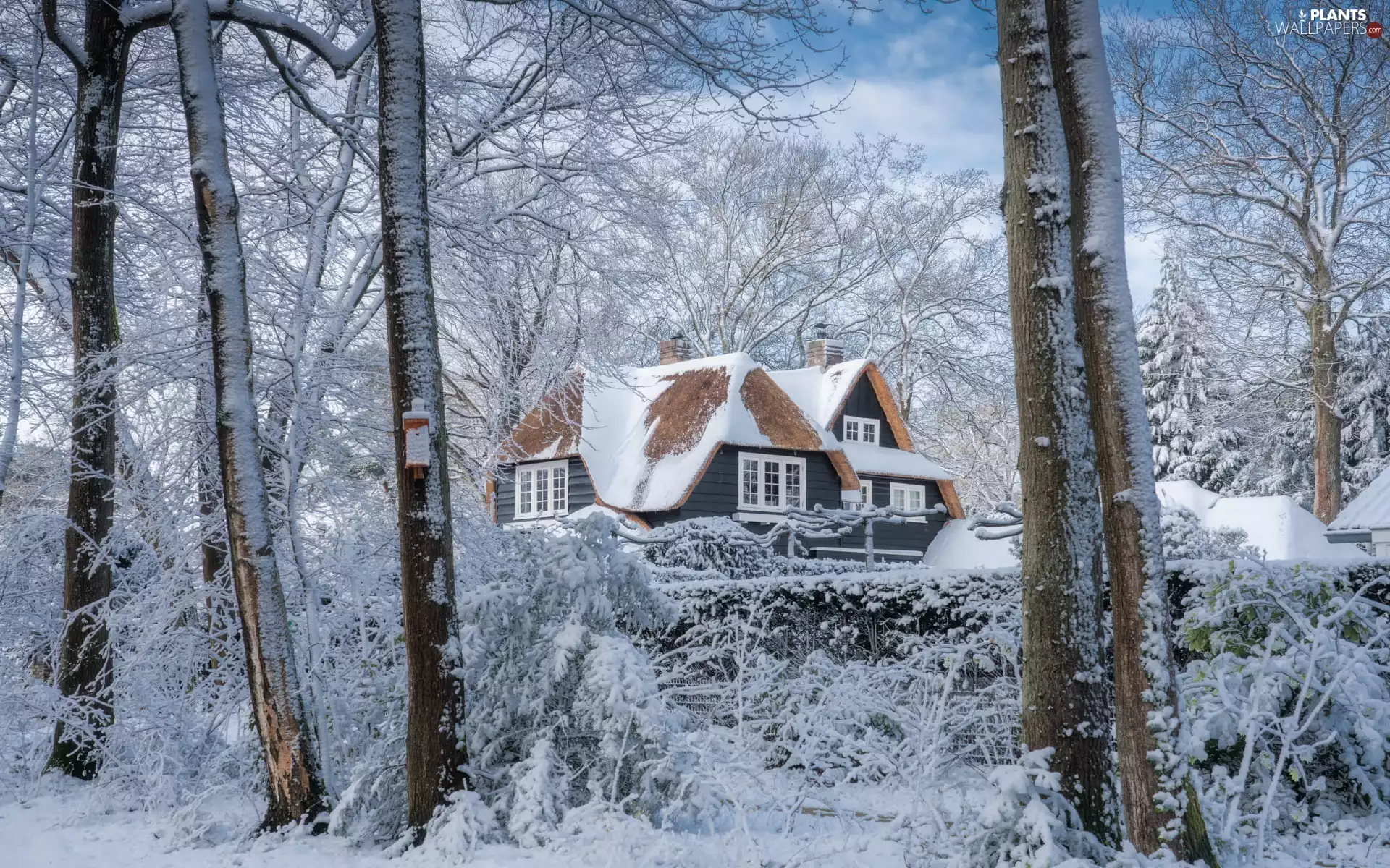 Snowy, trees, clouds, viewes, Sky, house, winter, VEGETATION