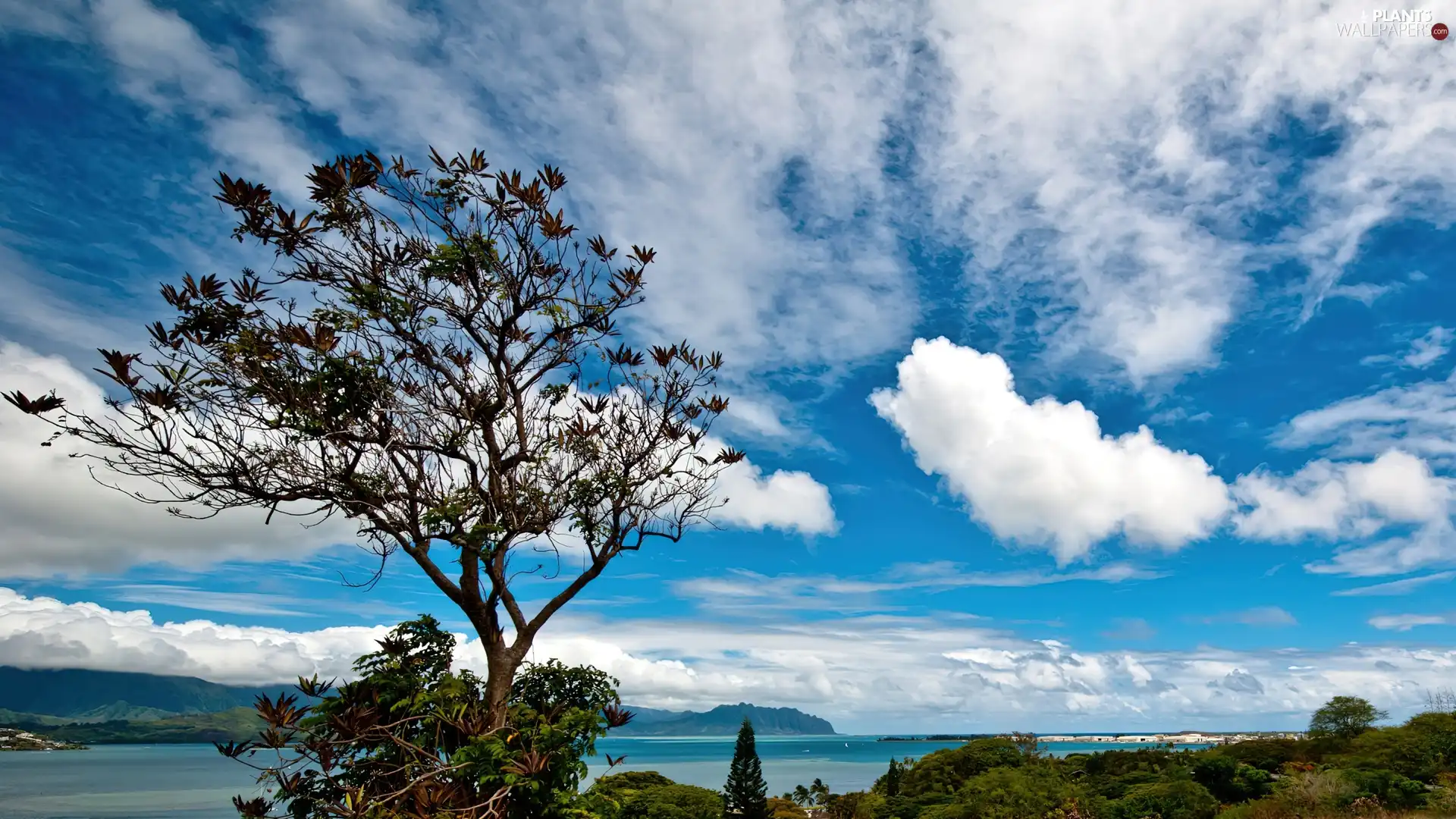 VEGETATION, trees, clouds