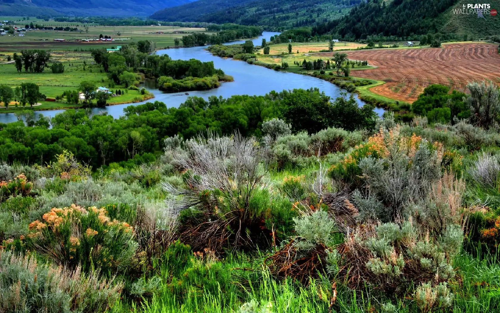 viewes, VEGETATION, field, trees, River