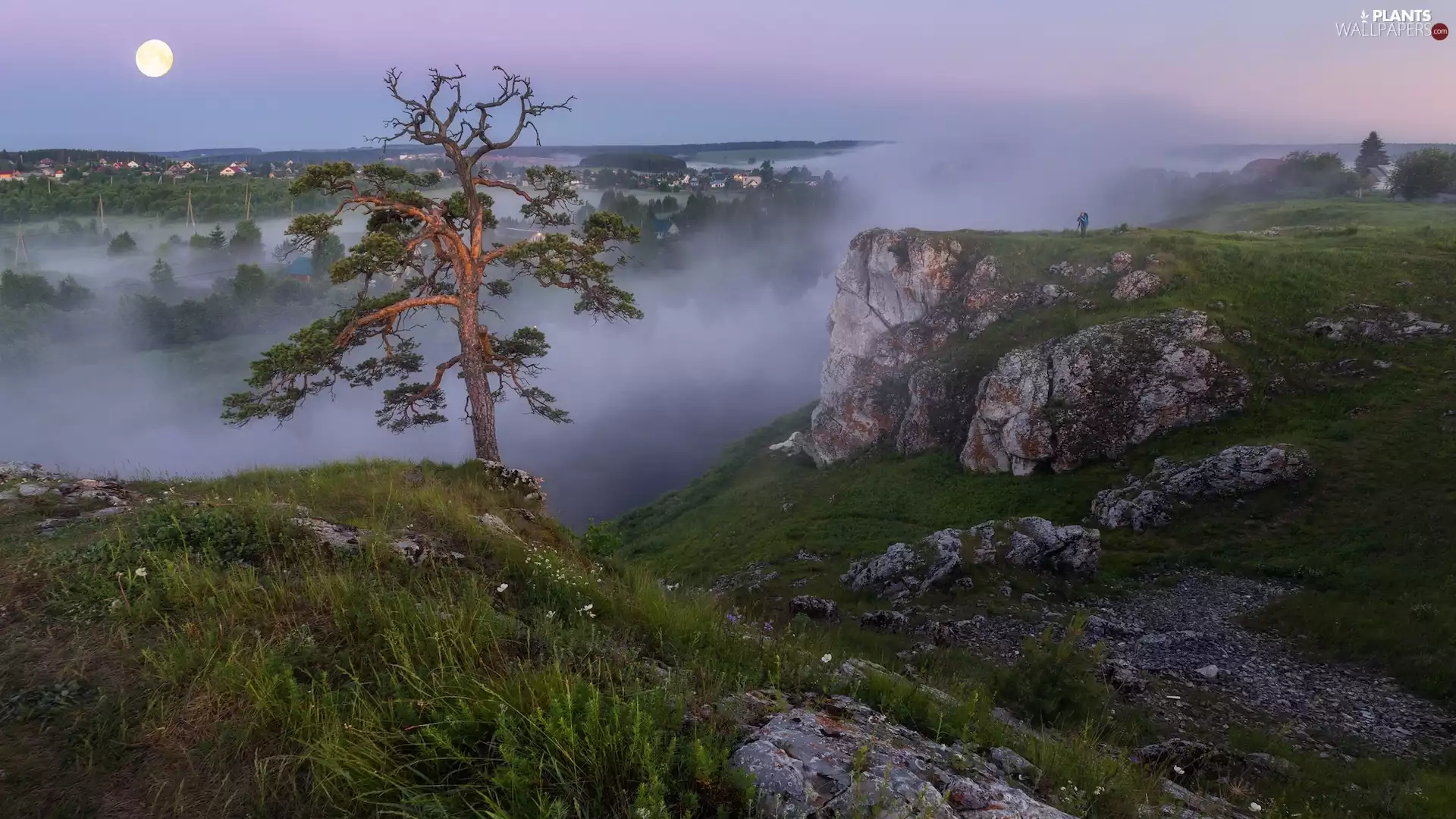 moon, rocks, pine, VEGETATION, trees, Fog
