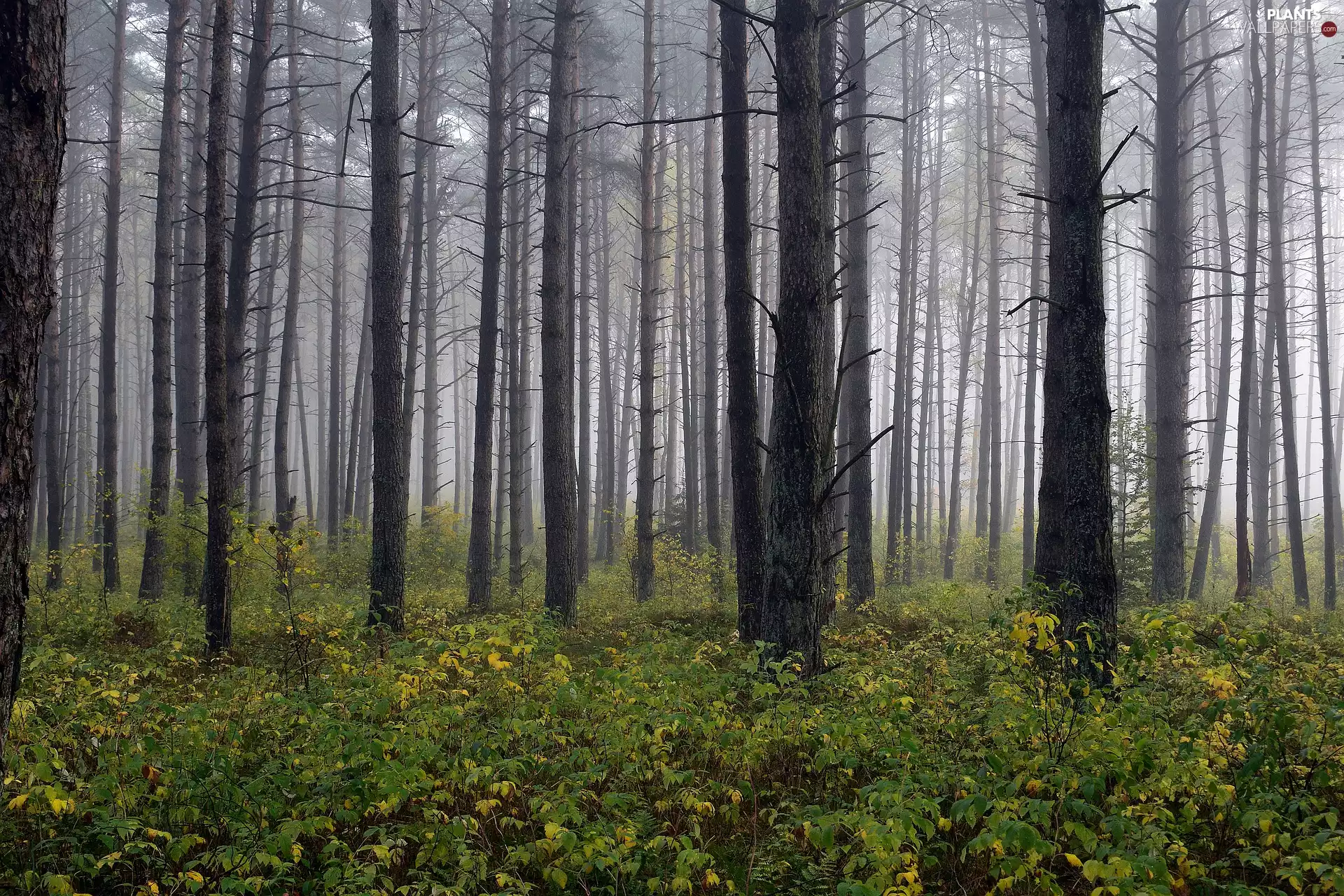 high, forest, viewes, VEGETATION, trees, Fog