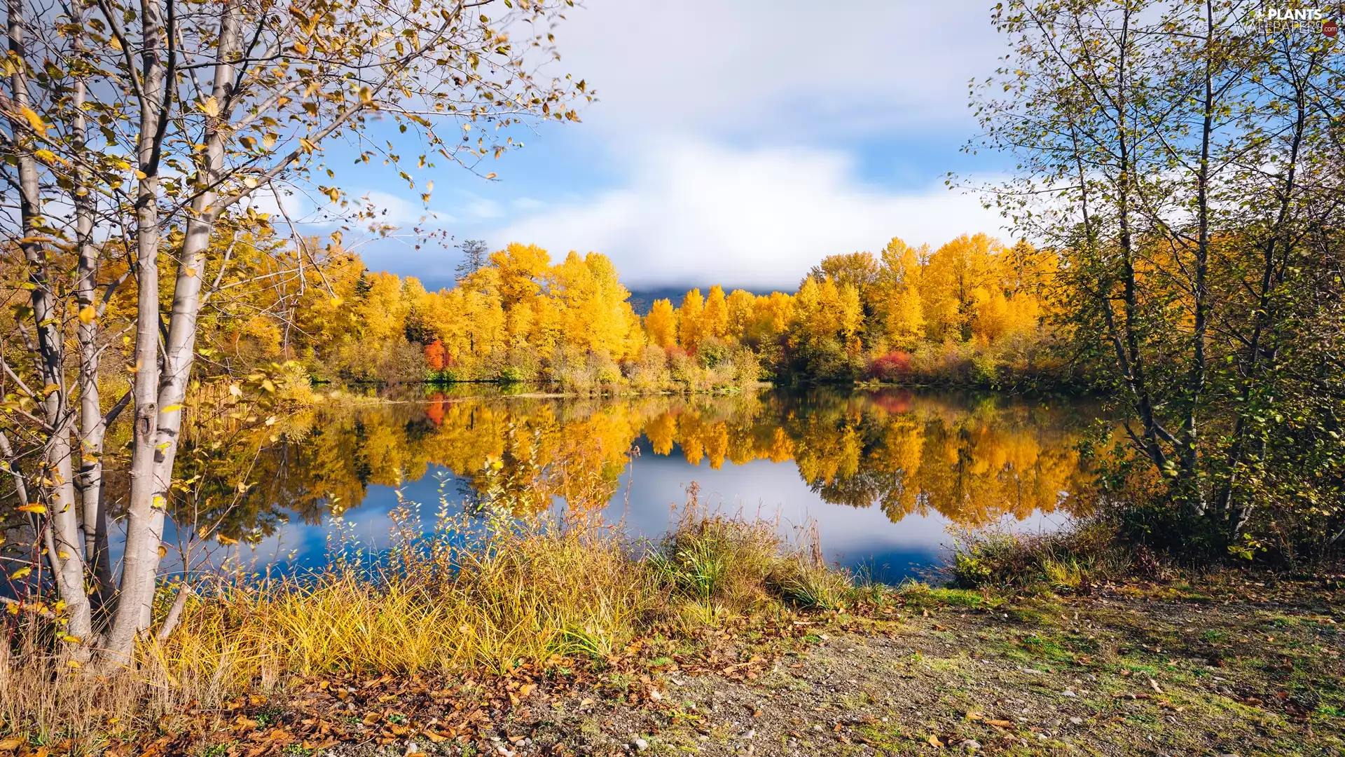 trees, lake, autumn, VEGETATION, viewes, forest