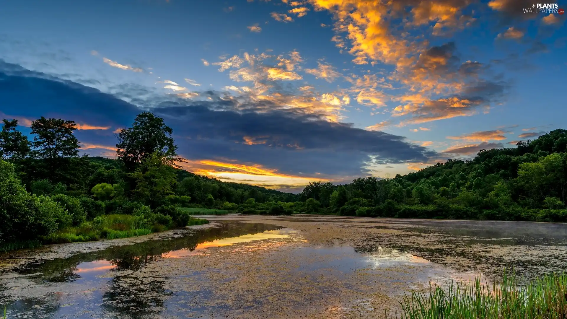 trees, lake, clouds, VEGETATION, viewes, forest