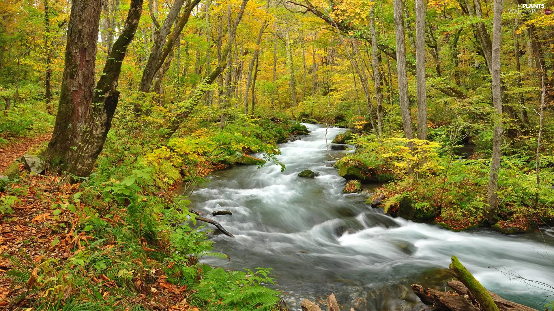 trees, autumn, River, VEGETATION, viewes, forest