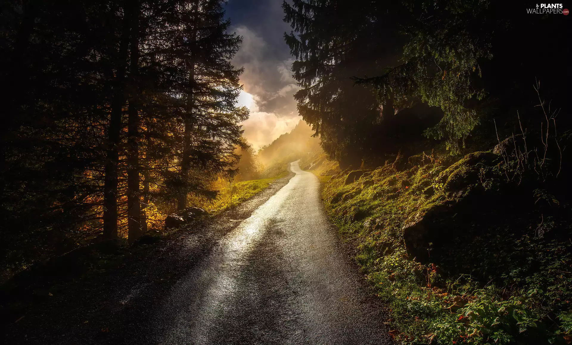 viewes, VEGETATION, forest, trees, Way