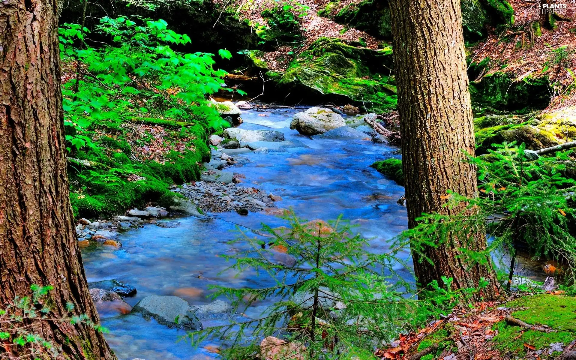 mountainous, Stones, VEGETATION, stream