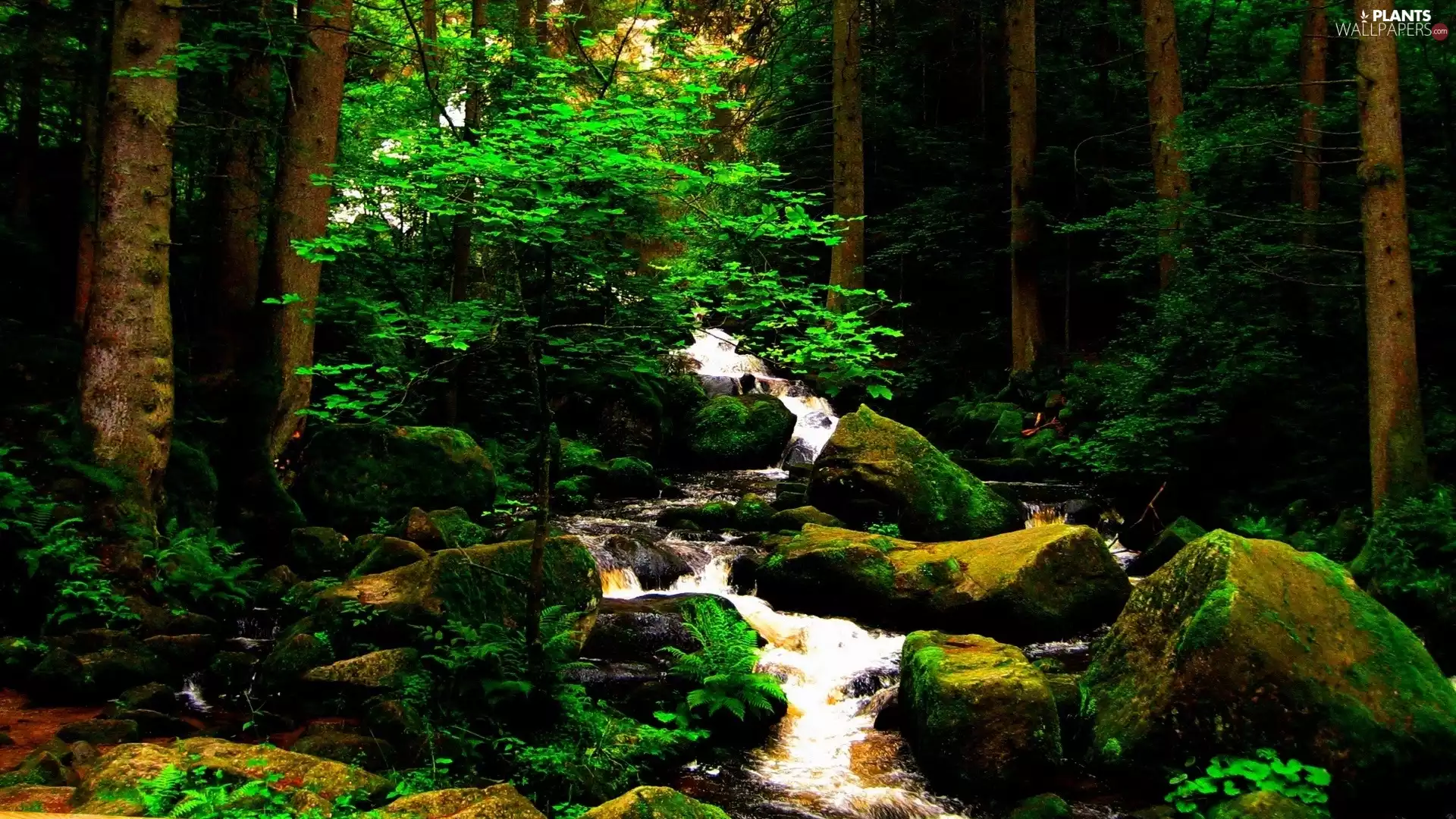 forest, VEGETATION, mountainous, rocks, stream