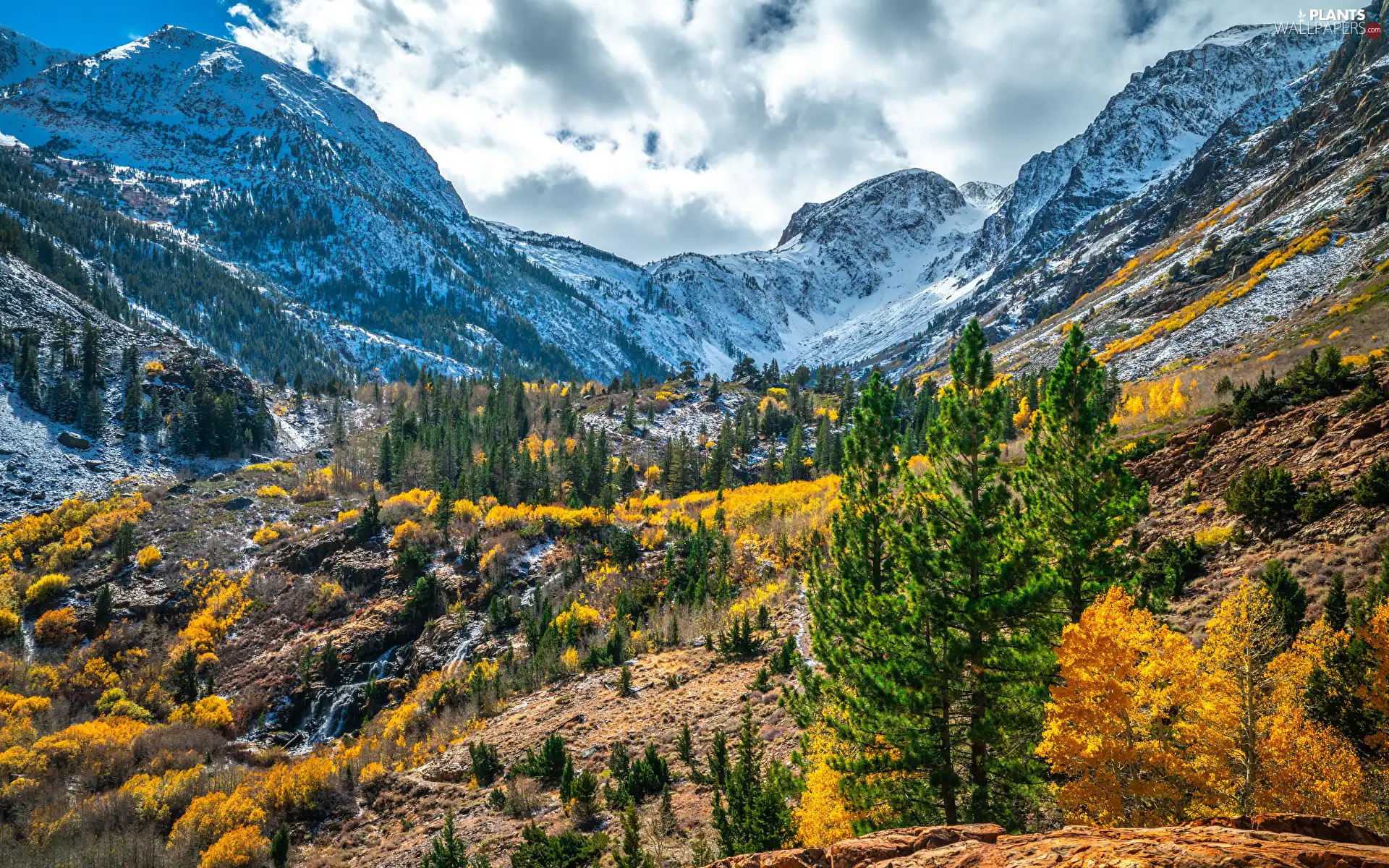 trees, autumn, Spruces, VEGETATION, viewes, Mountains