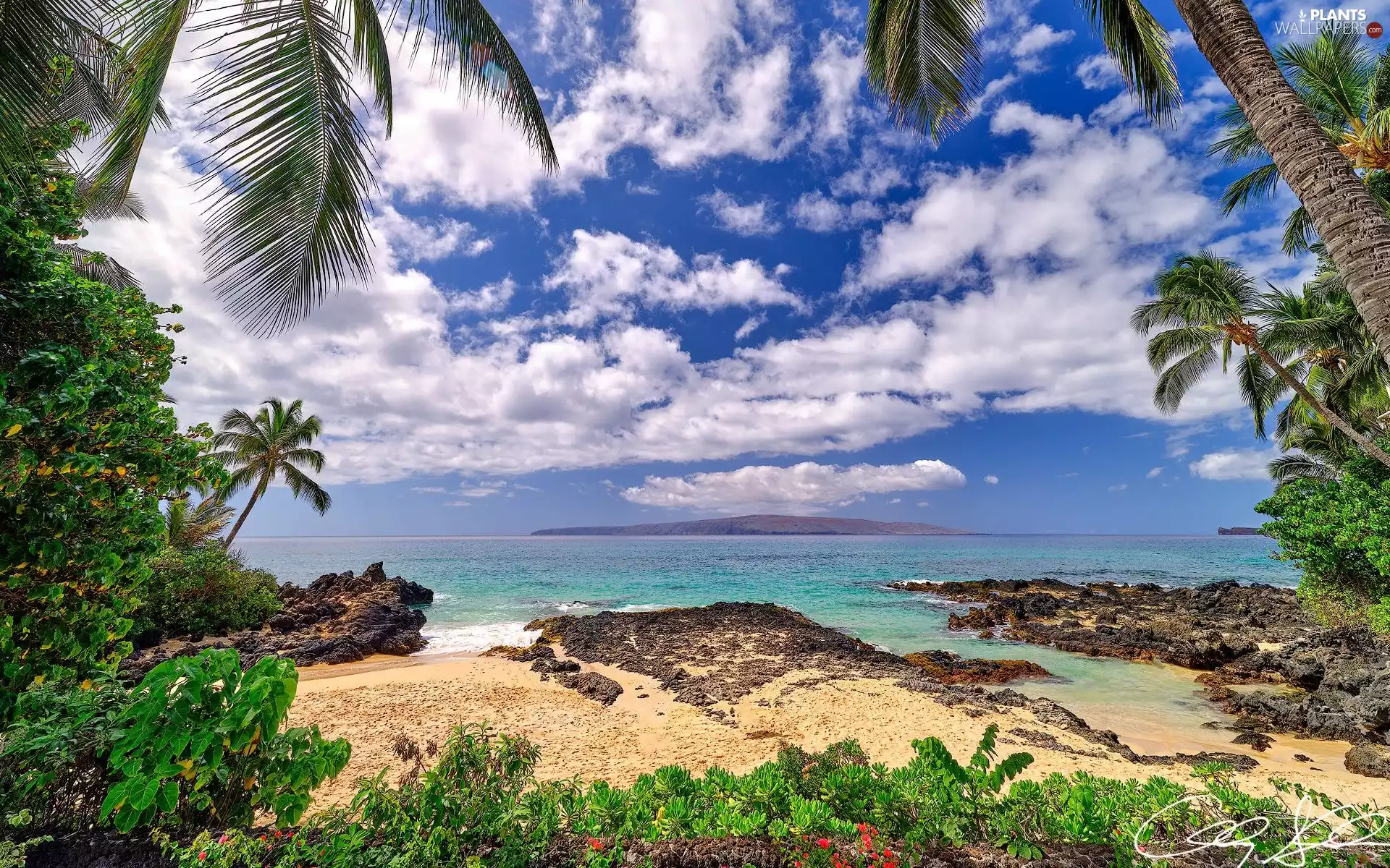 VEGETATION, Maui Island, Beaches, sea, Aloha State Hawaje, Palms, clouds