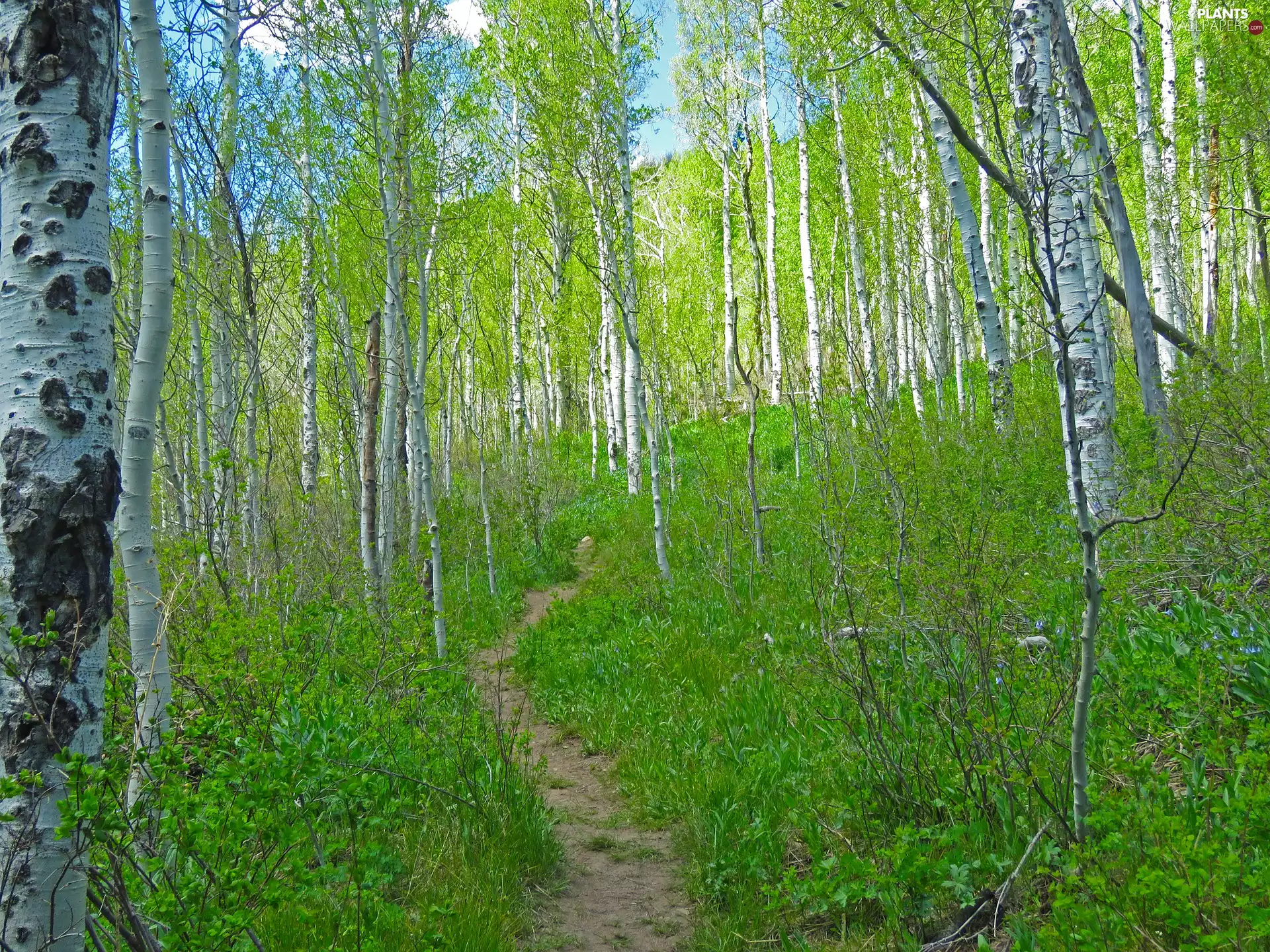 viewes, forest, Path, VEGETATION, Common Aspen, trees