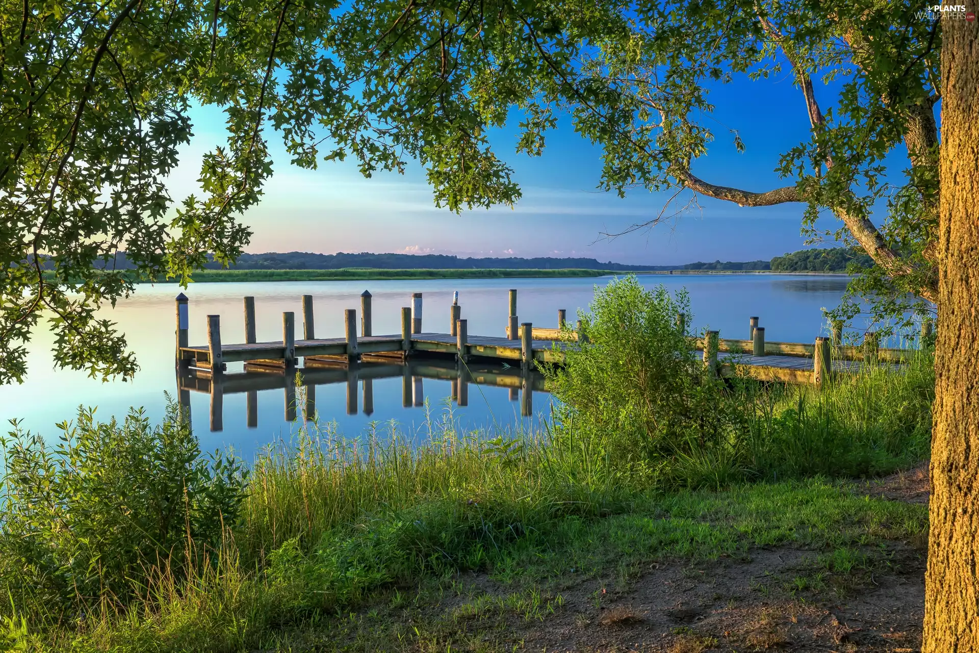 viewes, VEGETATION, Platform, trees, lake