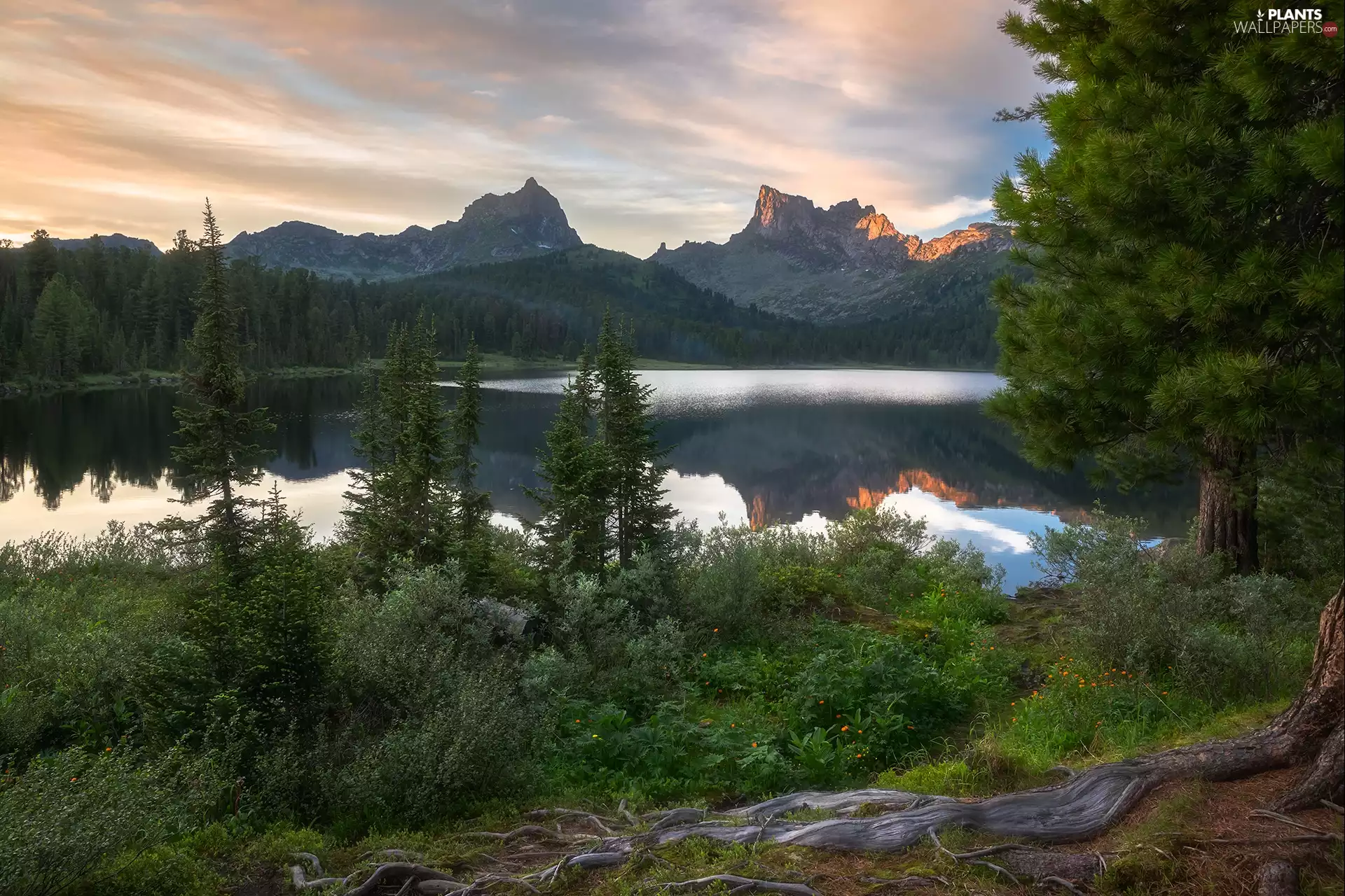 forest, trees, reflection, viewes, clouds, lake, Mountains, VEGETATION