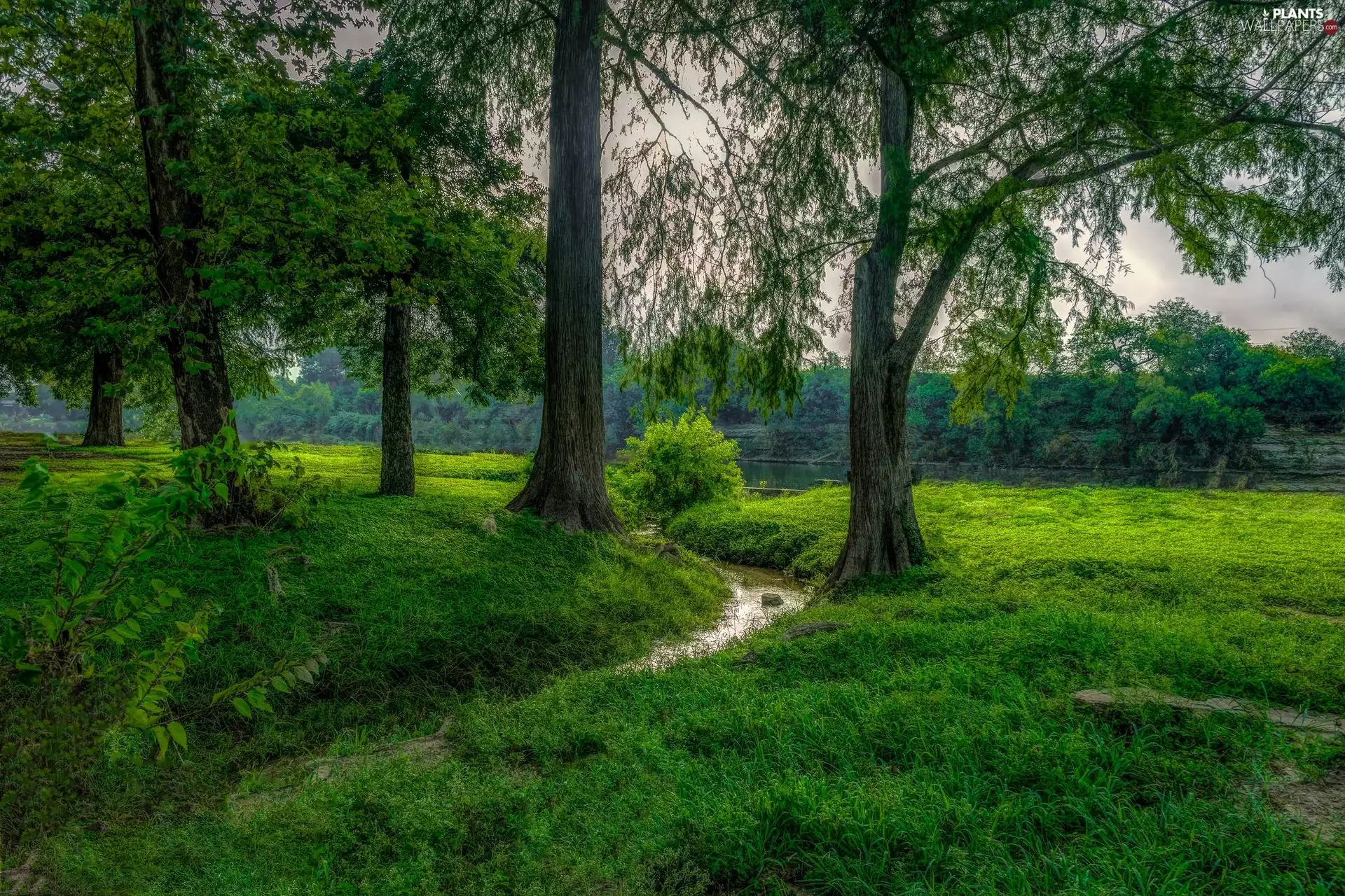 viewes, VEGETATION, River, trees, flux