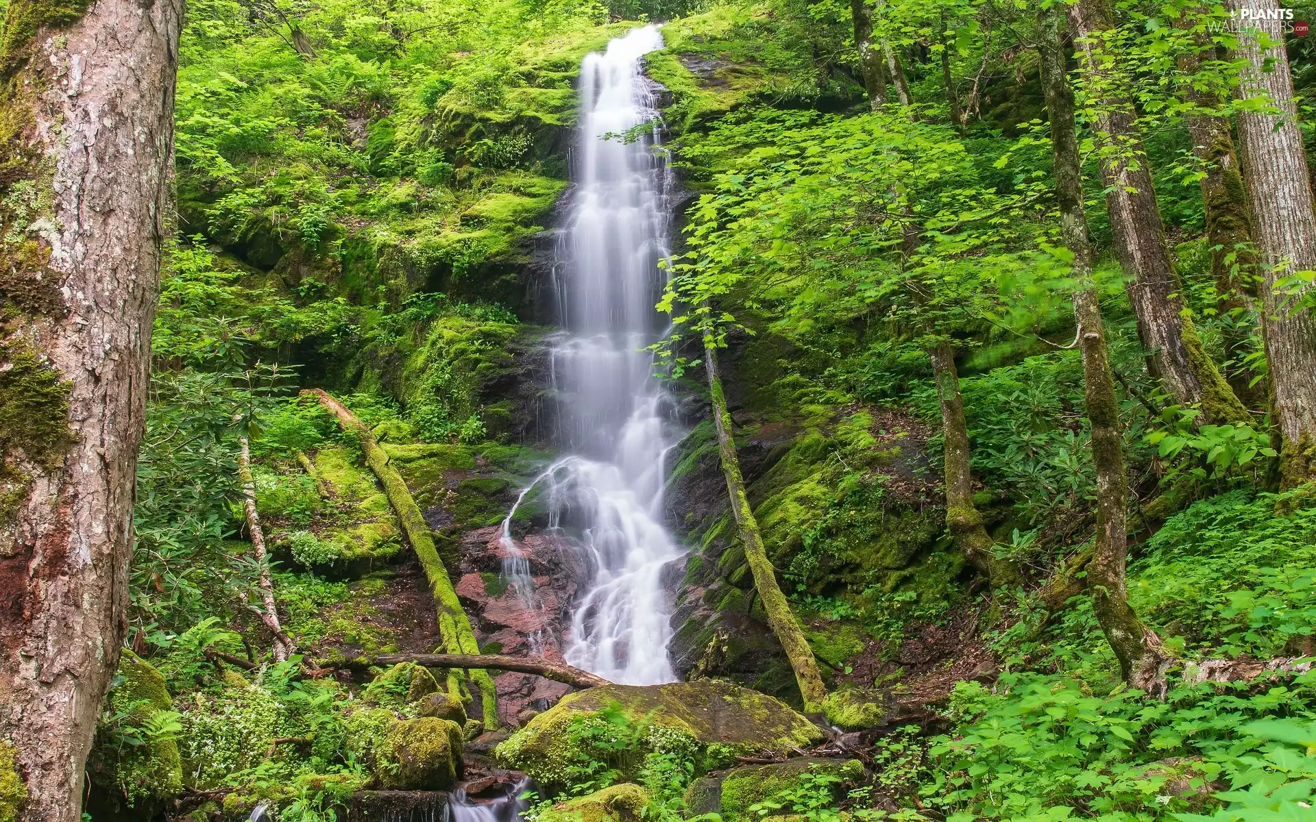 forest, Tennessee State, Mouse Creek Falls, viewes, mossy, The United States, Great Smoky Mountains National Park, VEGETATION, trees, rocks