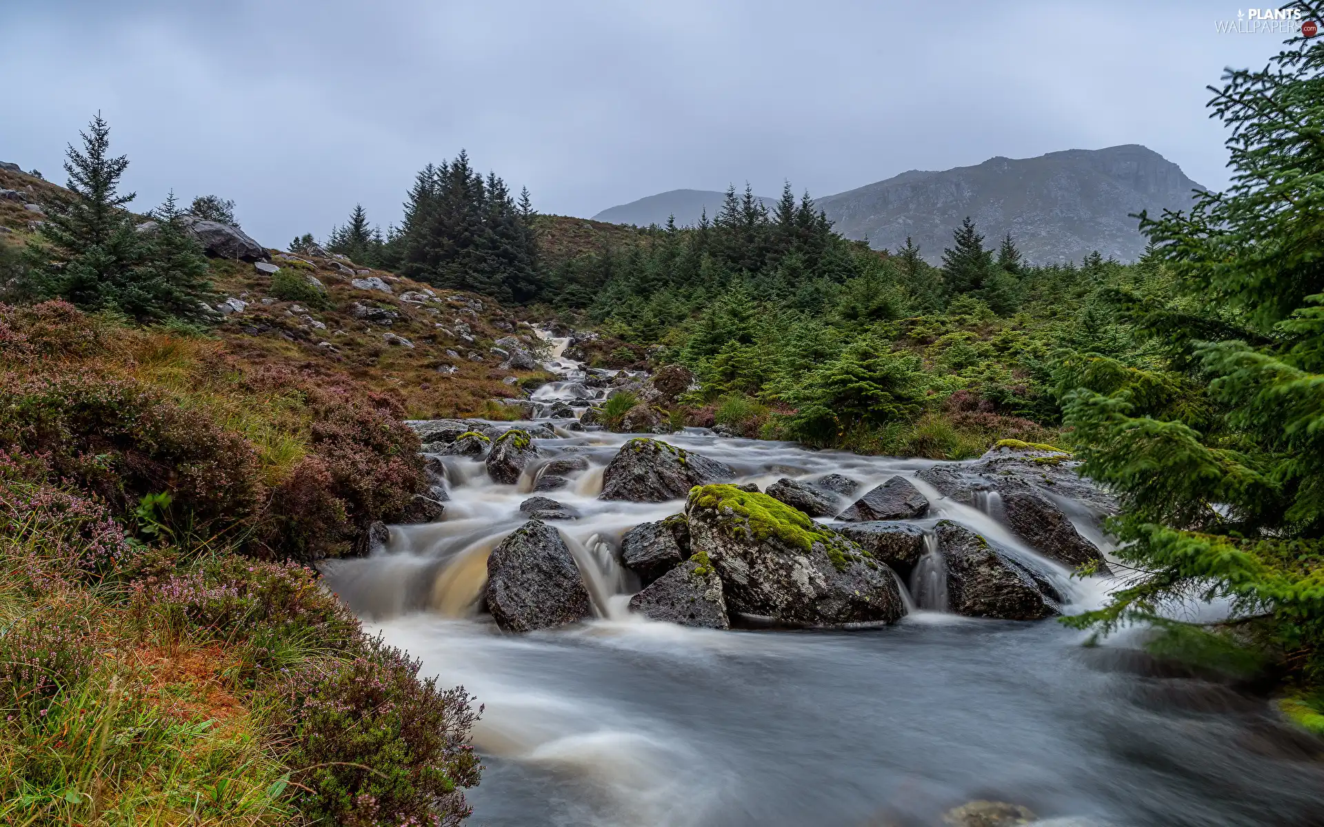 flux, Mountains, viewes, VEGETATION, trees, Stones