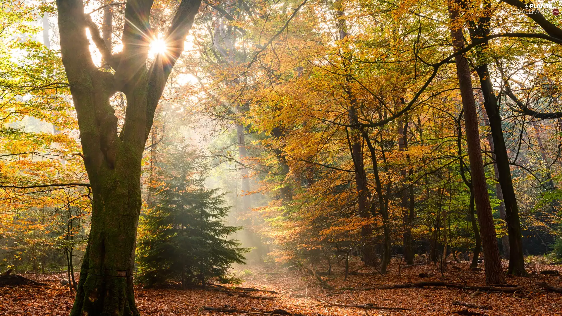 VEGETATION, trees, autumn, viewes, forest, Leaf, rays of the Sun