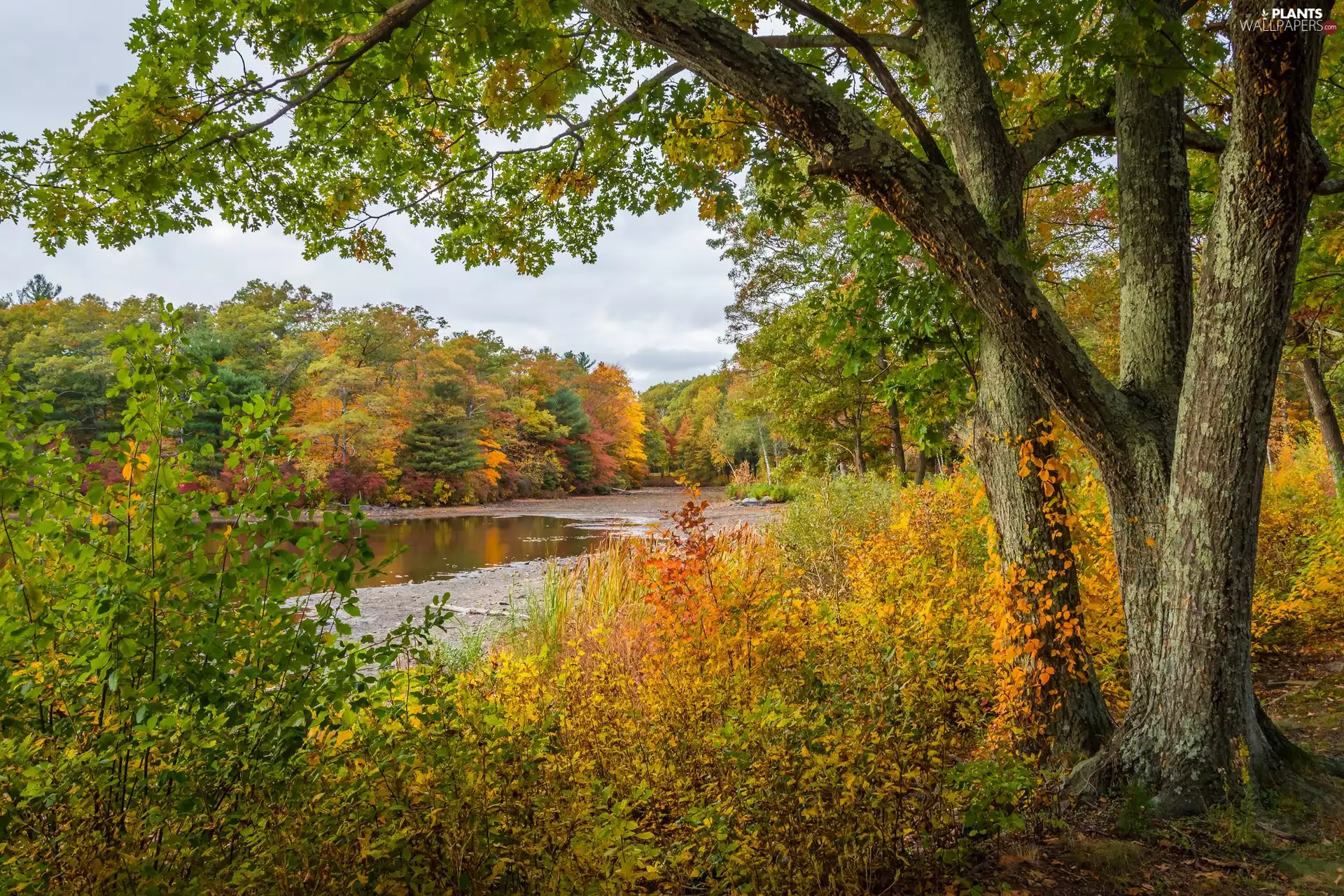 City of Avon, D.W. Field Park, VEGETATION, autumn, viewes, Massachusetts, The United States, trees
