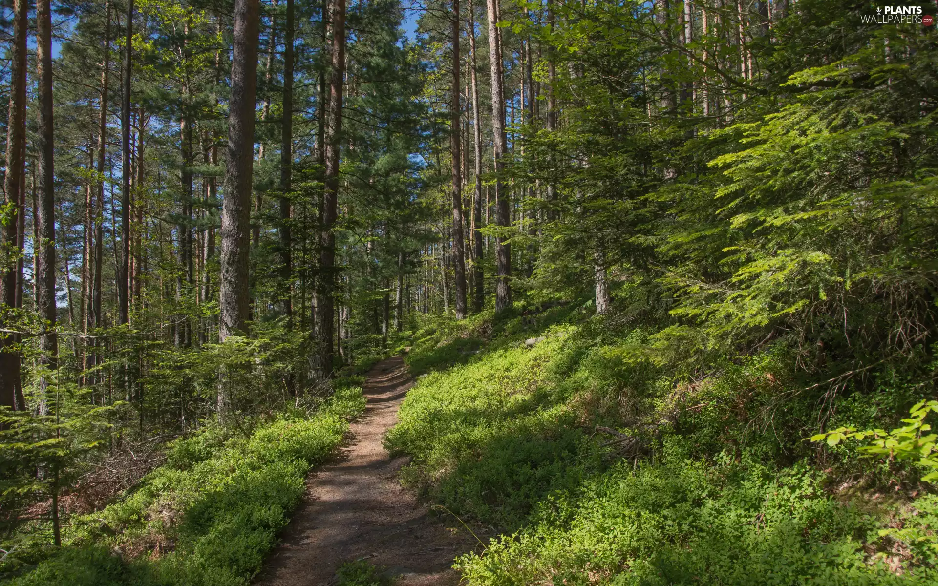 viewes, forest, Bush, VEGETATION, Path, trees