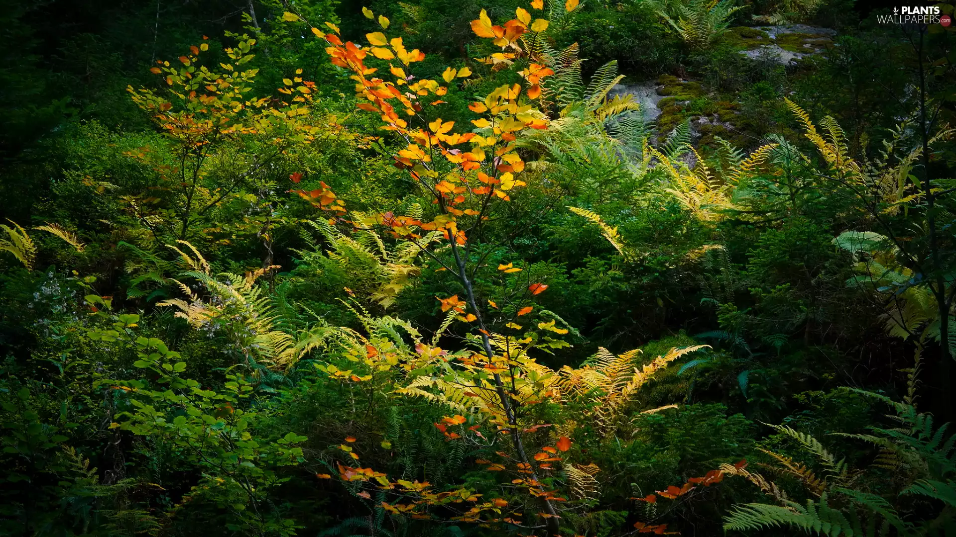 viewes, forest, fern, VEGETATION, Bush, trees