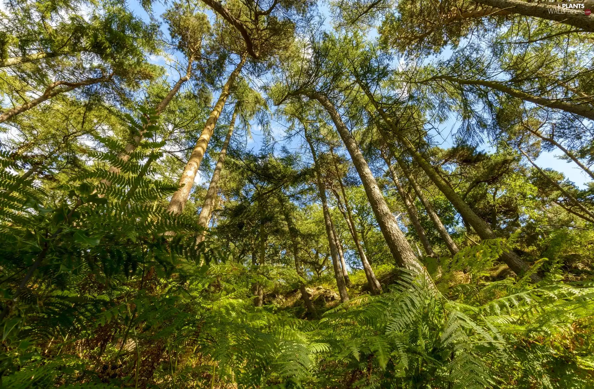 fern, VEGETATION, trees, viewes, forest