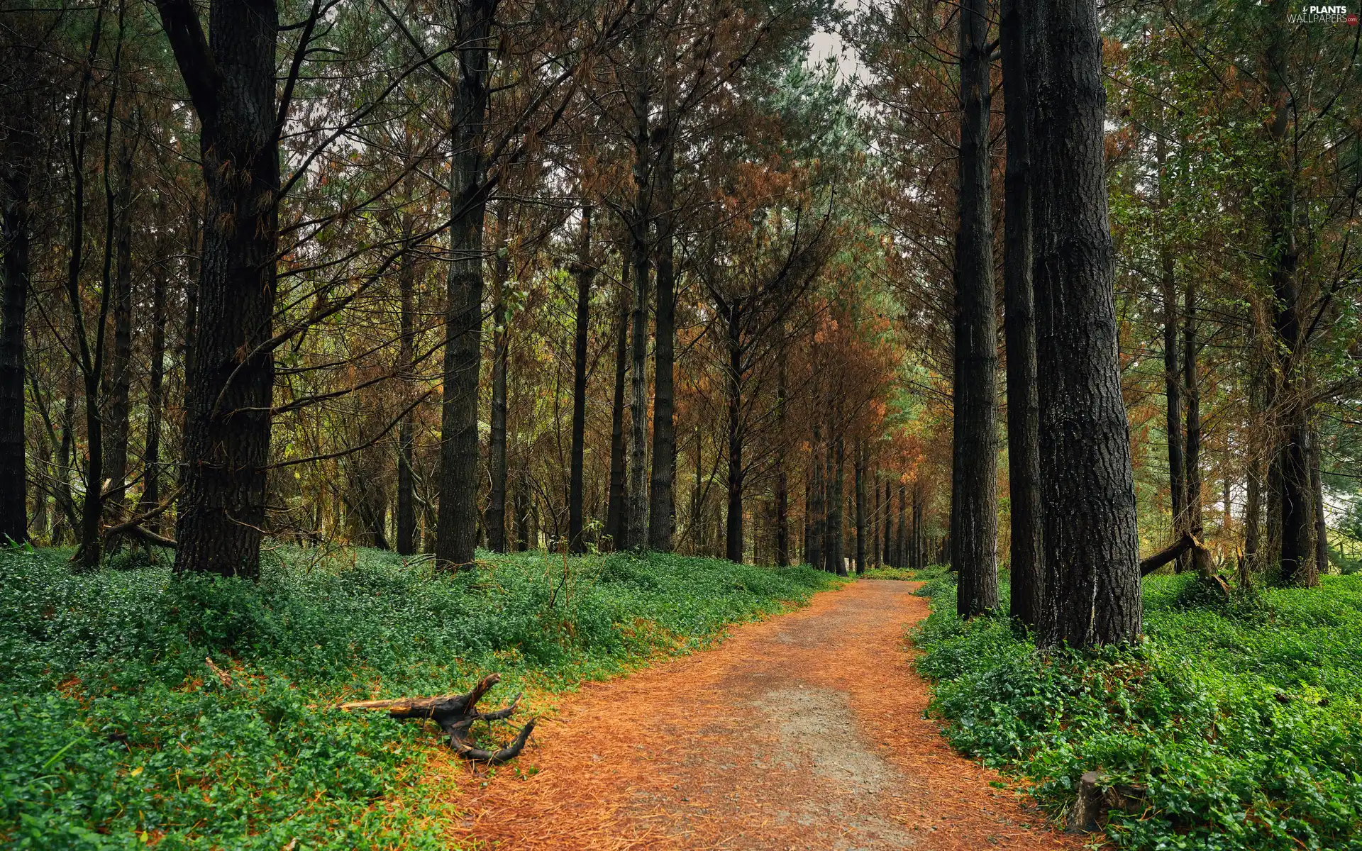 Path, VEGETATION, trees, viewes, forest