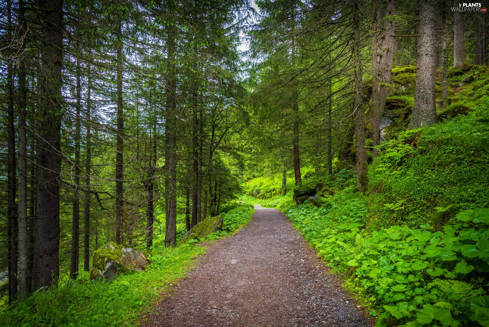 Way, VEGETATION, trees, viewes, forest