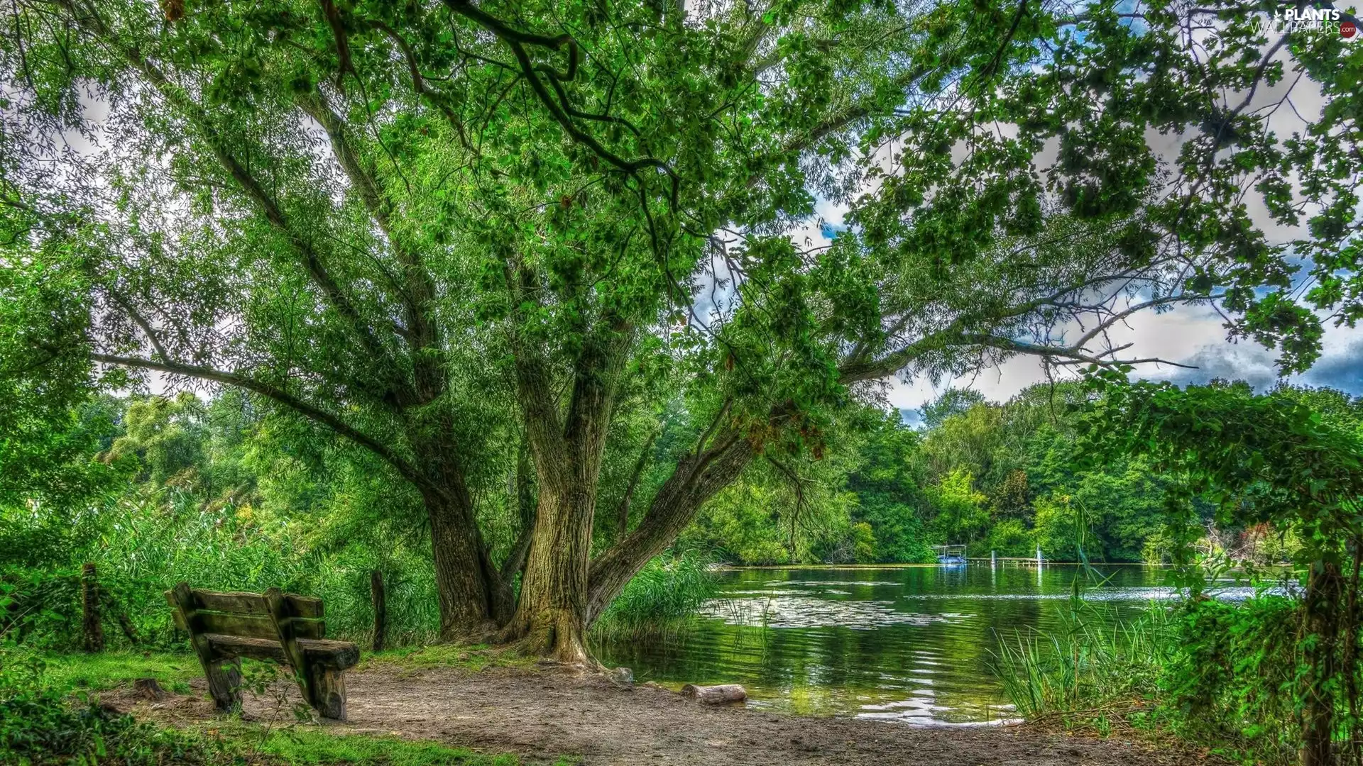 Bench, VEGETATION, trees, viewes, lake