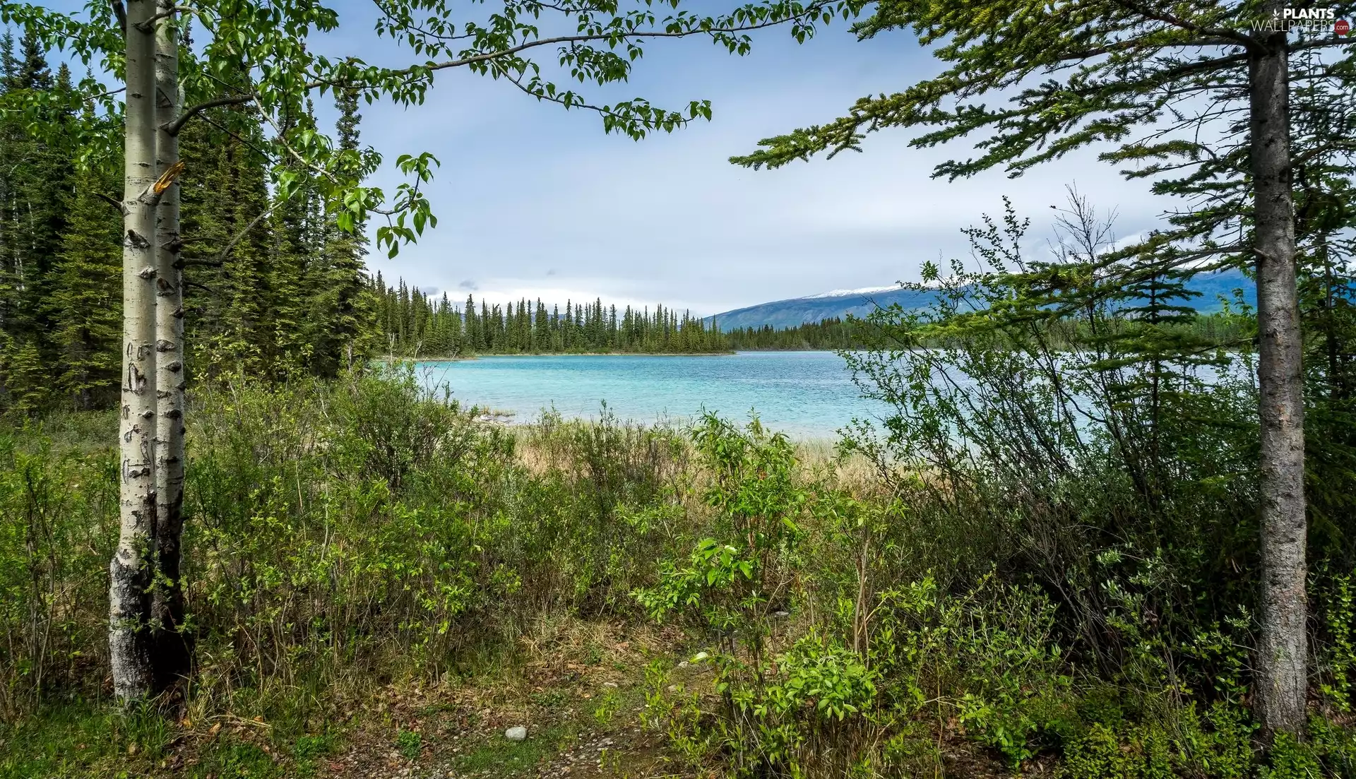 birch, VEGETATION, trees, viewes, lake